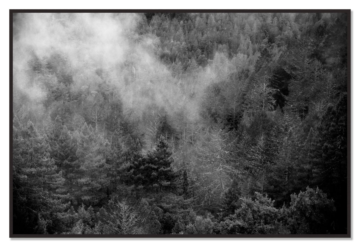 Muir by Dylan Ozanich, 48×72 Full Bleed Print in a Black Walnut frame