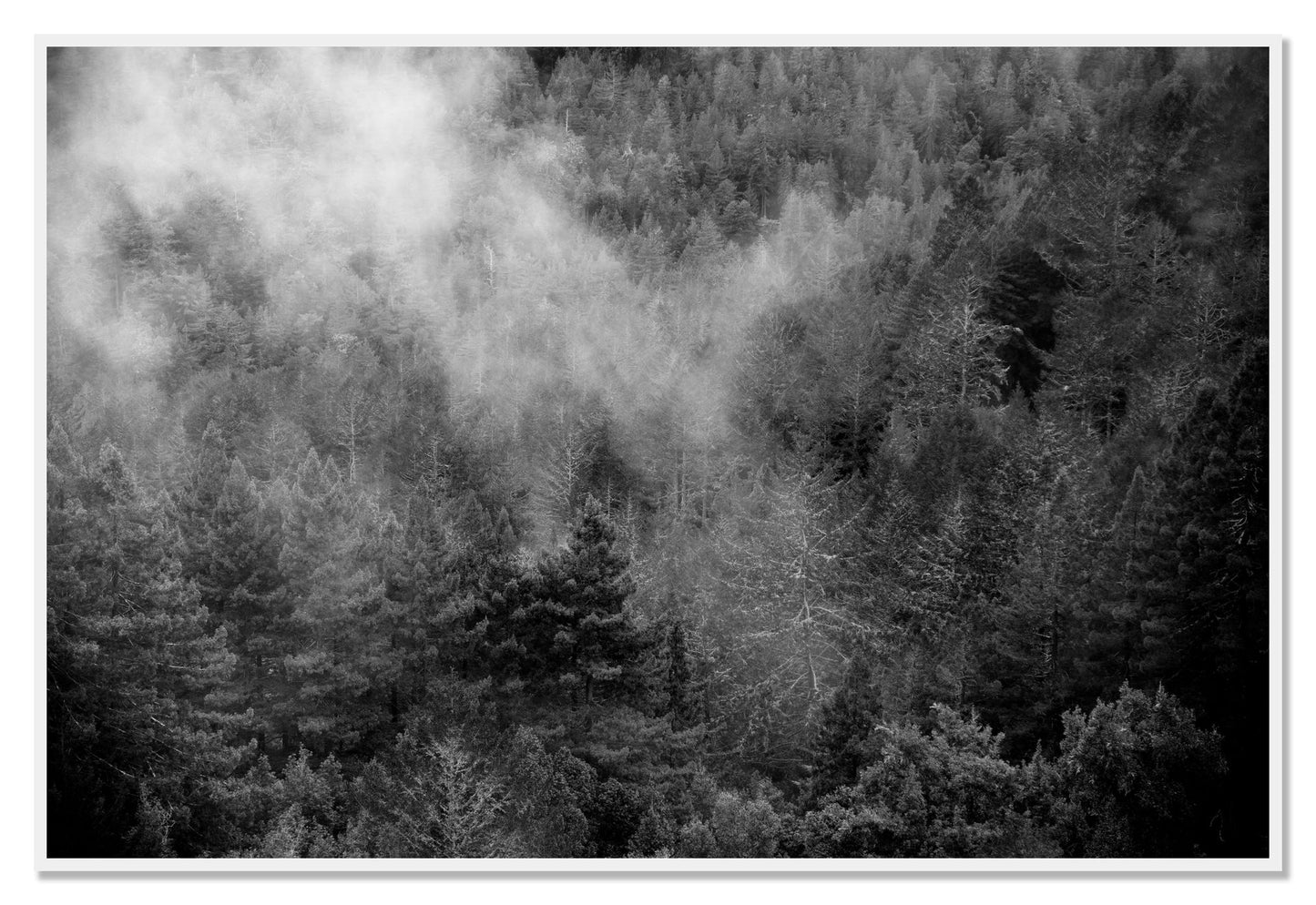 Muir by Dylan Ozanich, 48×72 Full Bleed Print in a White frame