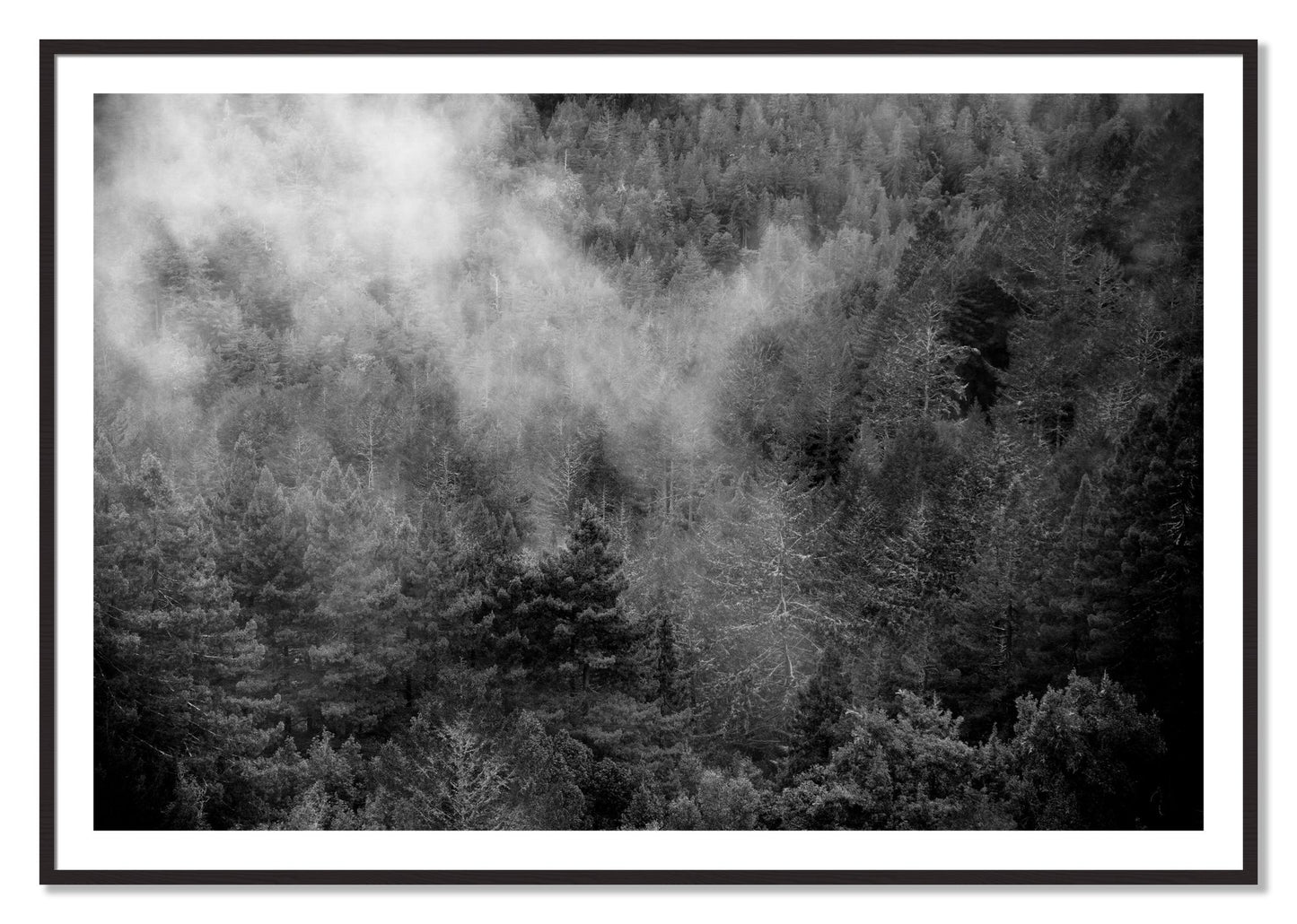 Framed photograph of Muir by Dylan Ozanich, Black Walnut frame, Borders