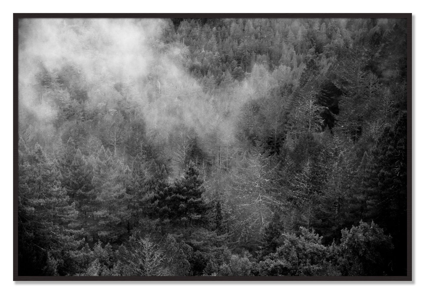 Framed photograph of Muir by Dylan Ozanich, Black Walnut frame, Full Bleed