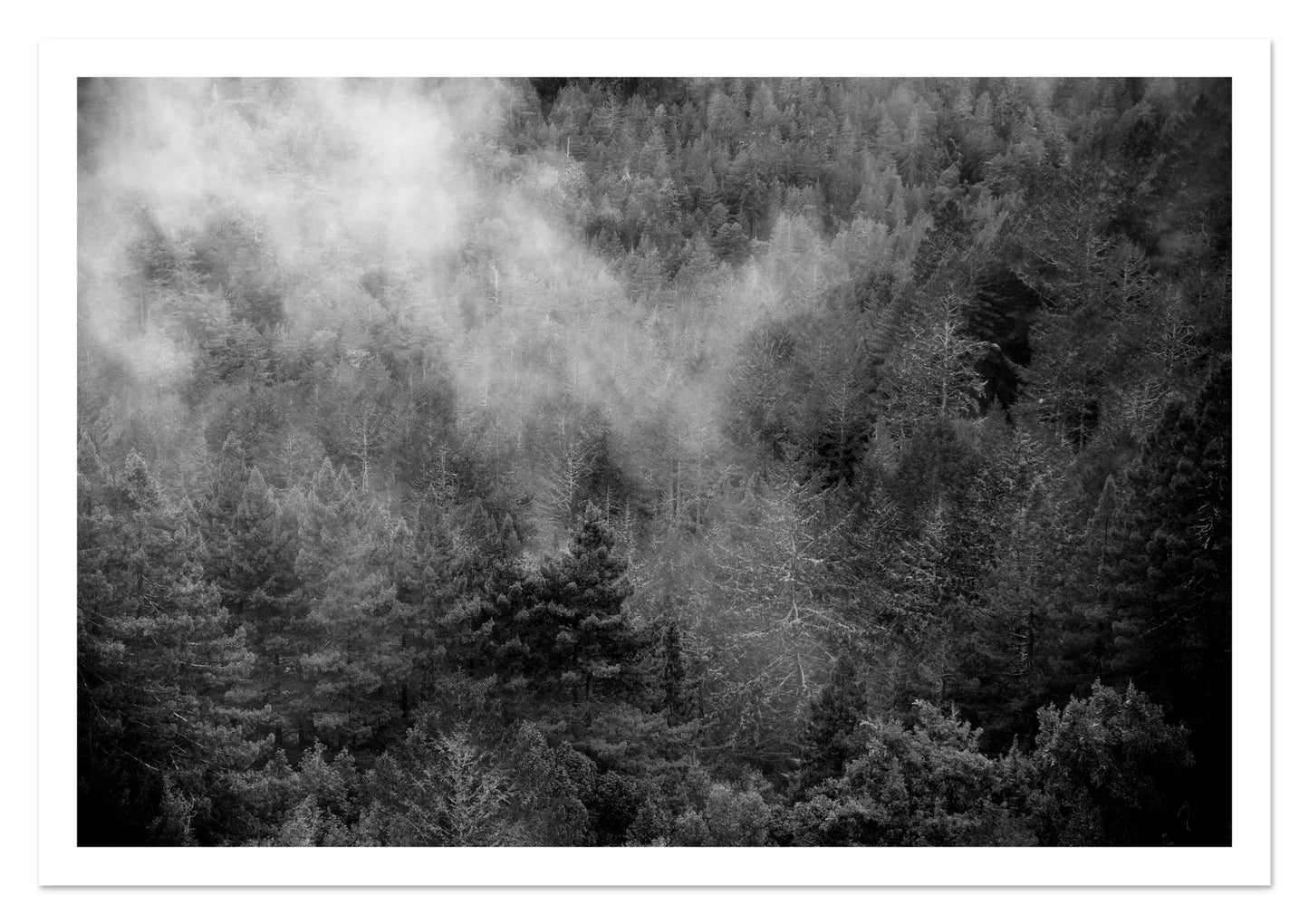 Fine art print of Muir by Dylan Ozanich, unframed