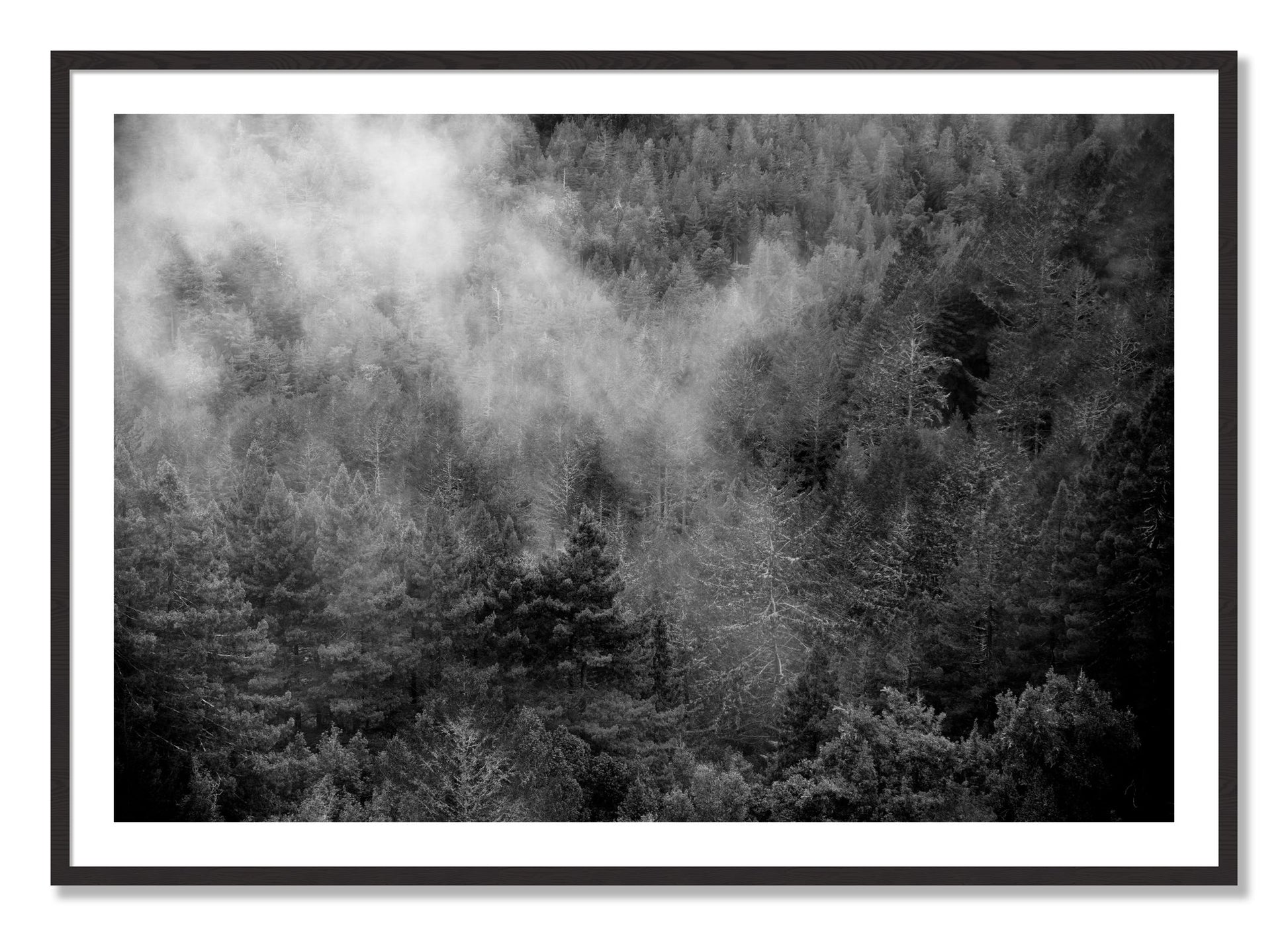 Framed photograph of Muir by Dylan Ozanich, Black Walnut frame, Borders