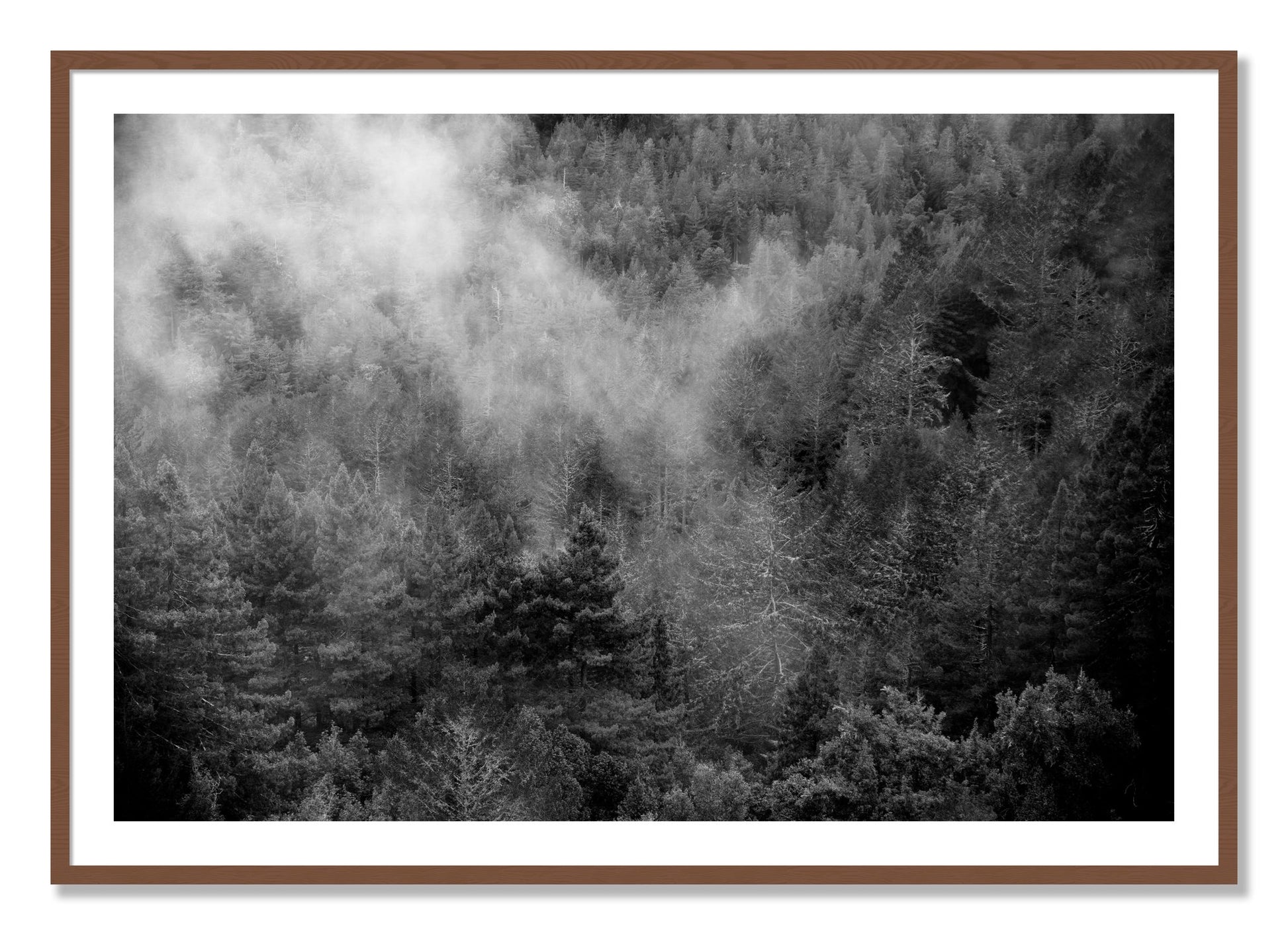 Framed photograph of Muir by Dylan Ozanich, Walnut frame, Borders