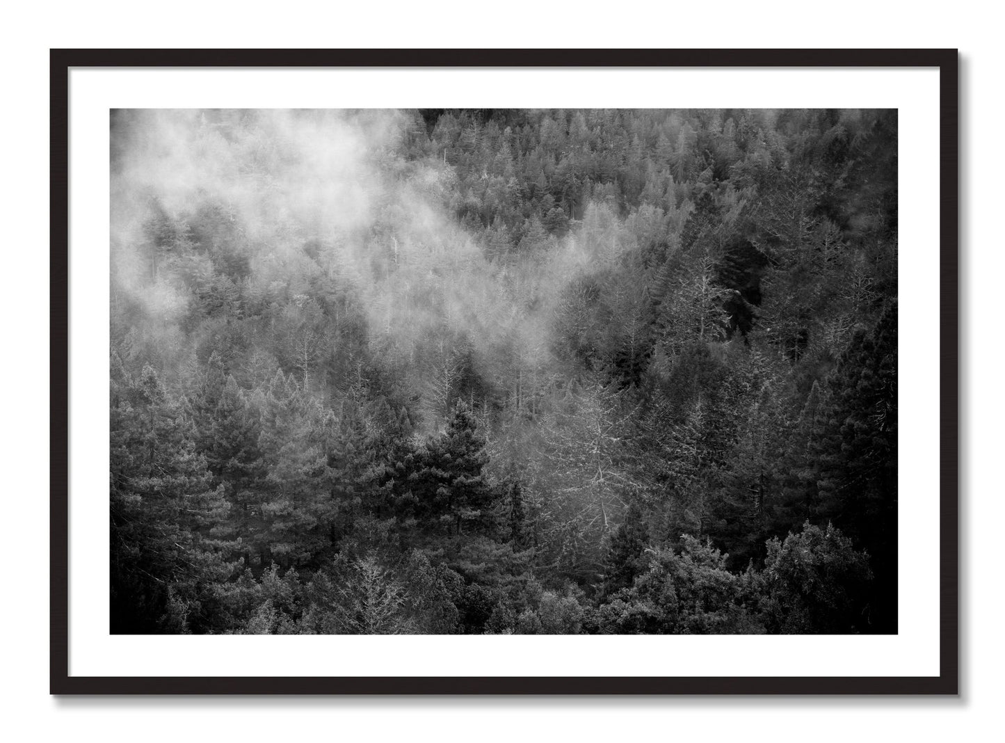 Framed photograph of Muir by Dylan Ozanich, Black Walnut frame, Borders