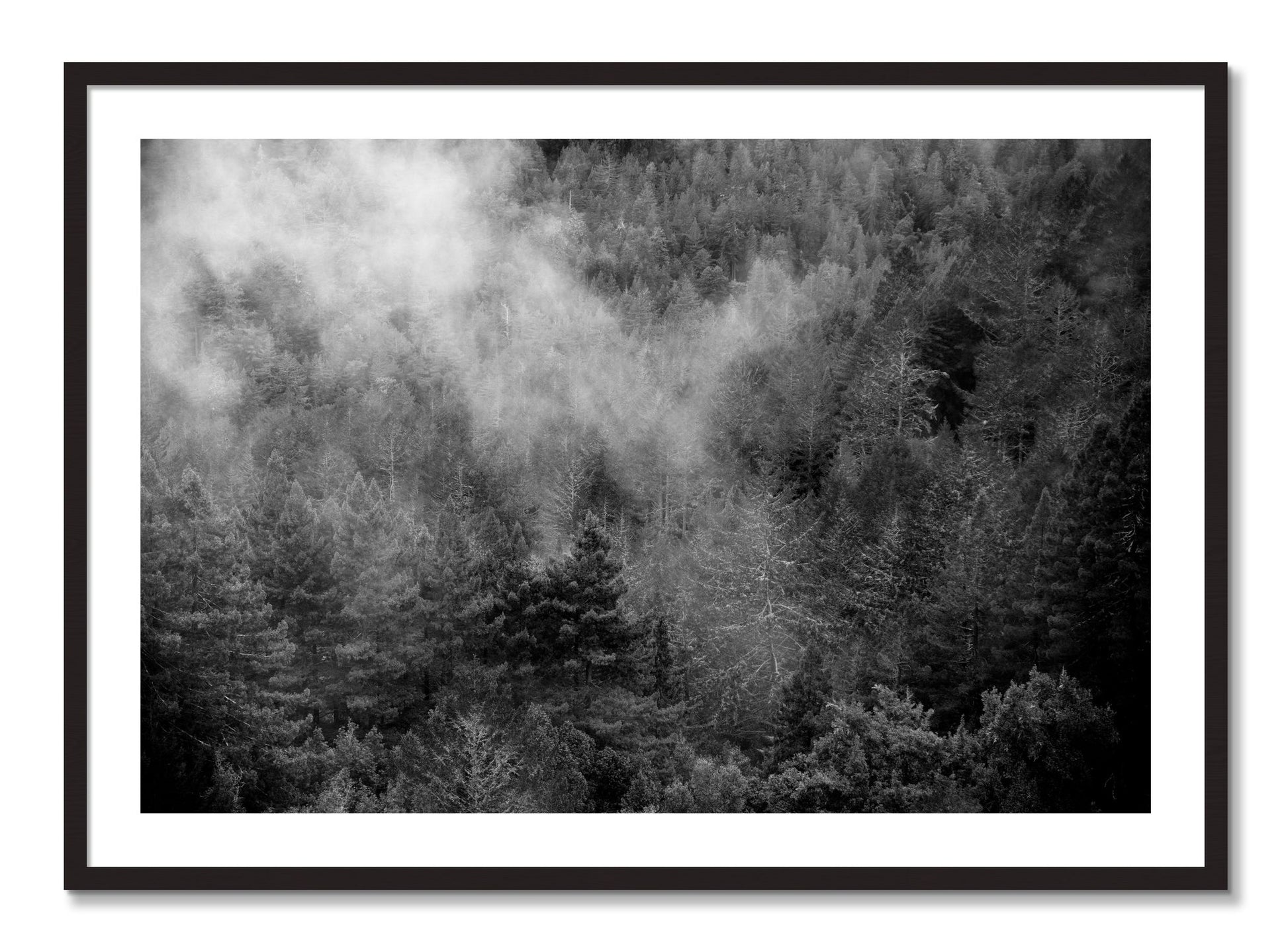 Framed photograph of Muir by Dylan Ozanich, Black Walnut frame, Borders
