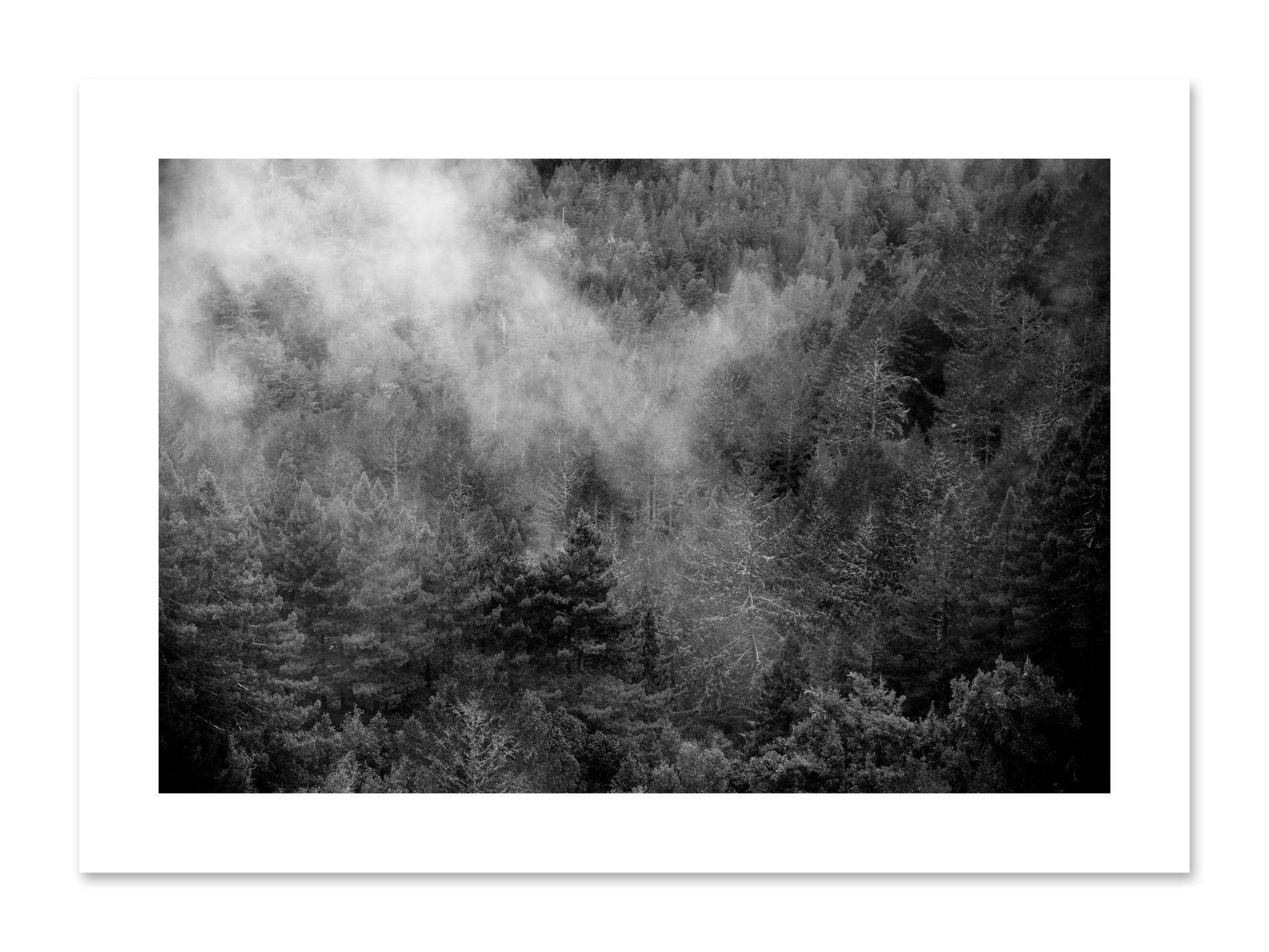 Fine art print of Muir by Dylan Ozanich, unframed