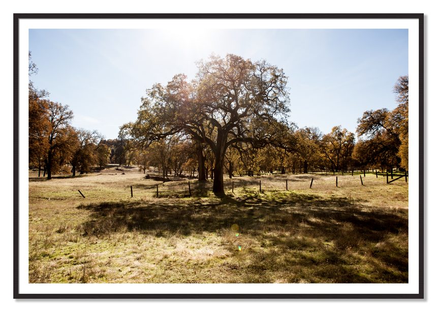 Old Oak by Dylan Ozanich, 48×72 print with a White Border in a Black Walnut frame