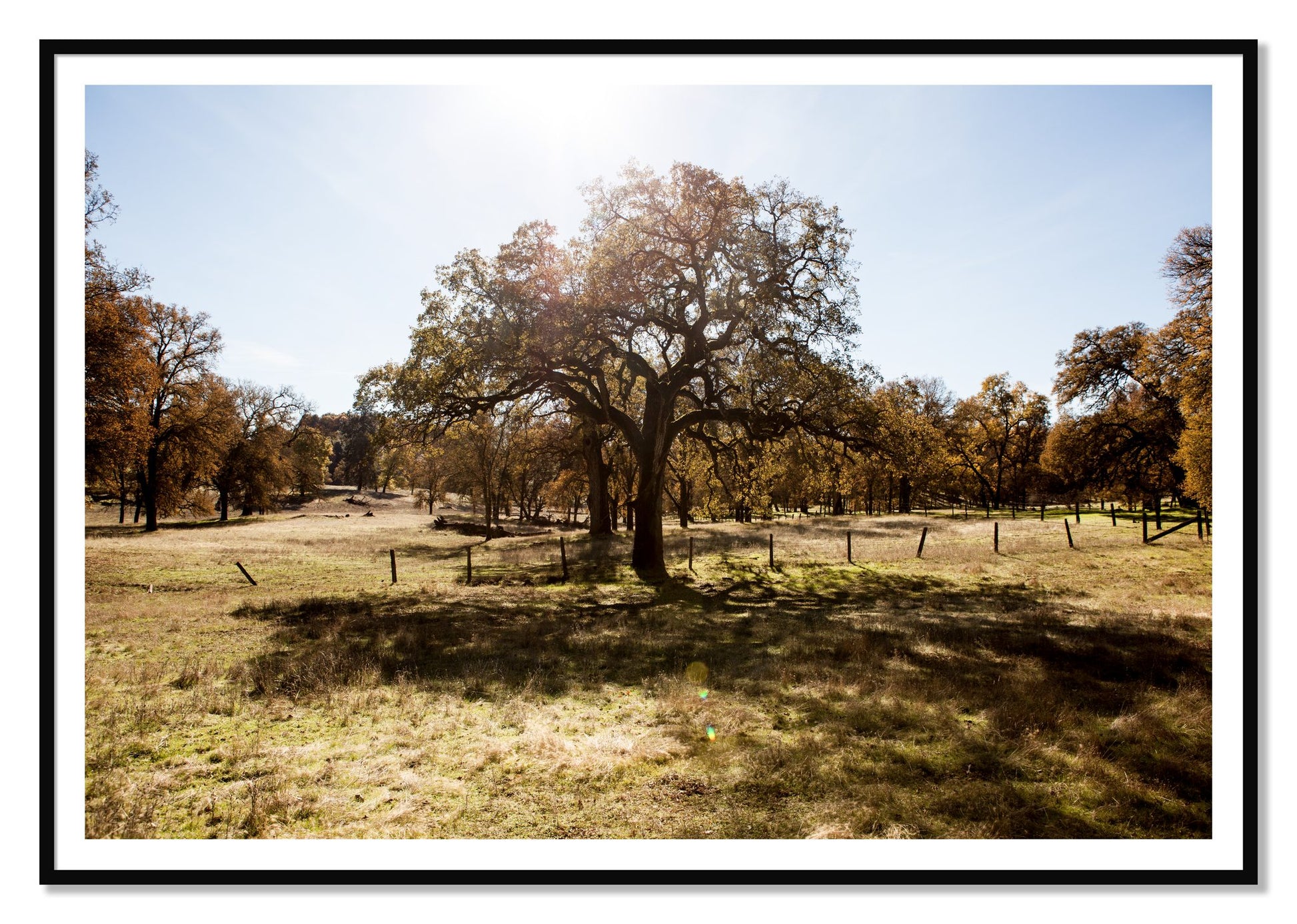 Old Oak by Dylan Ozanich, 48×72 print with a White Border in a Black frame
