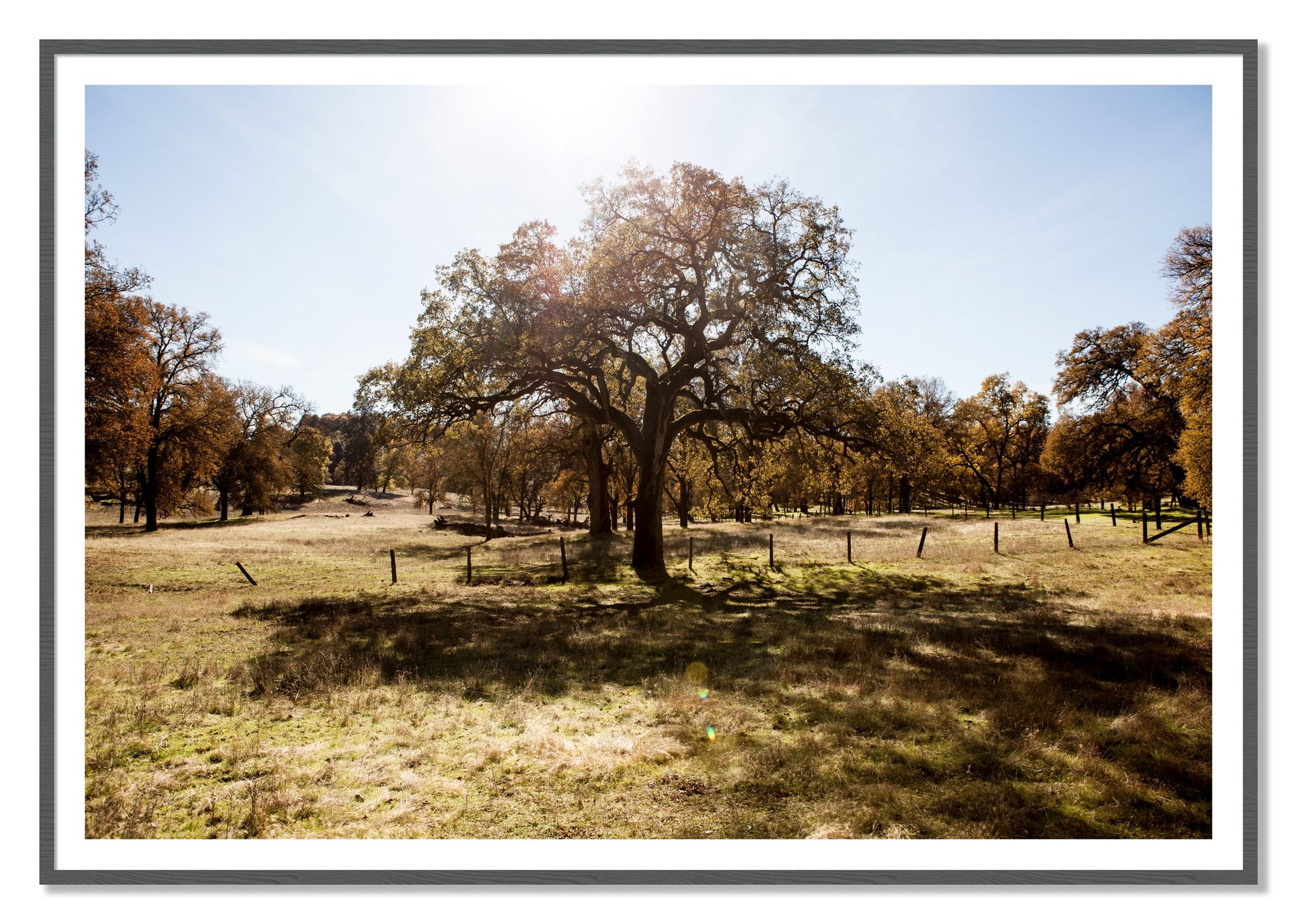 Old Oak by Dylan Ozanich, 48×72 print with a White Border in a Grey frame
