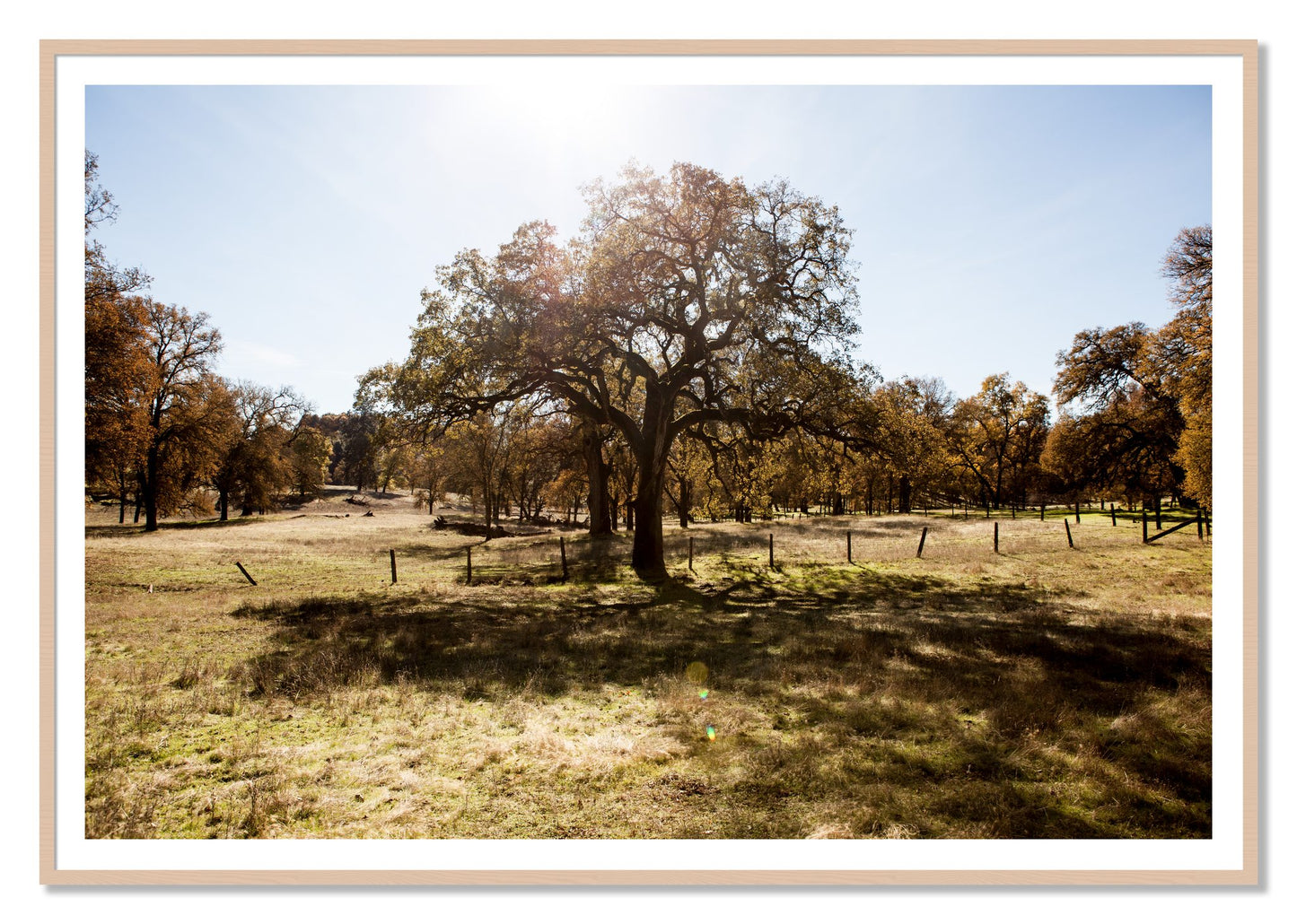 Old Oak by Dylan Ozanich, 48×72 print with a White Border in a Maple frame