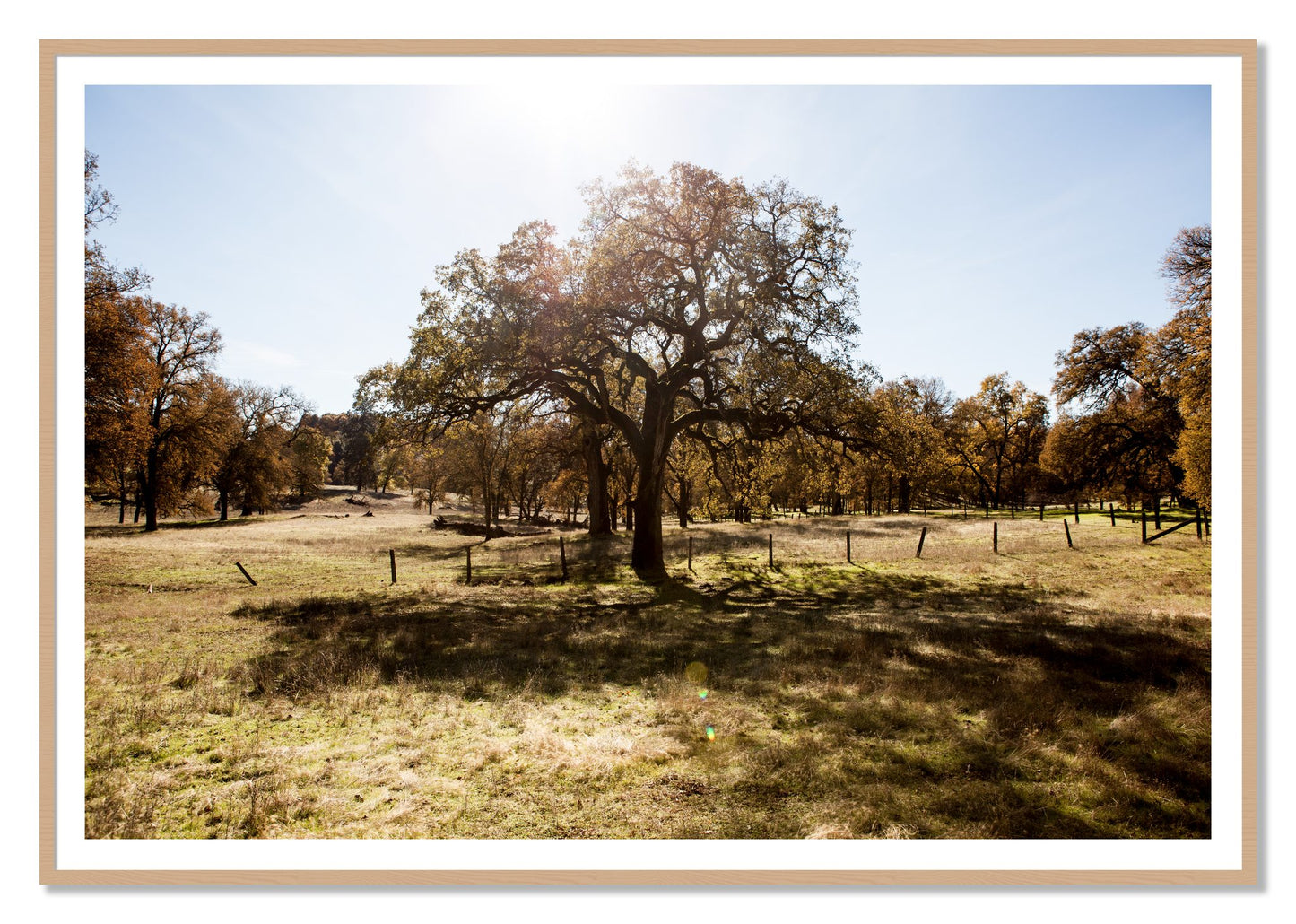 Old Oak by Dylan Ozanich, 48×72 print with a White Border in an Oak frame