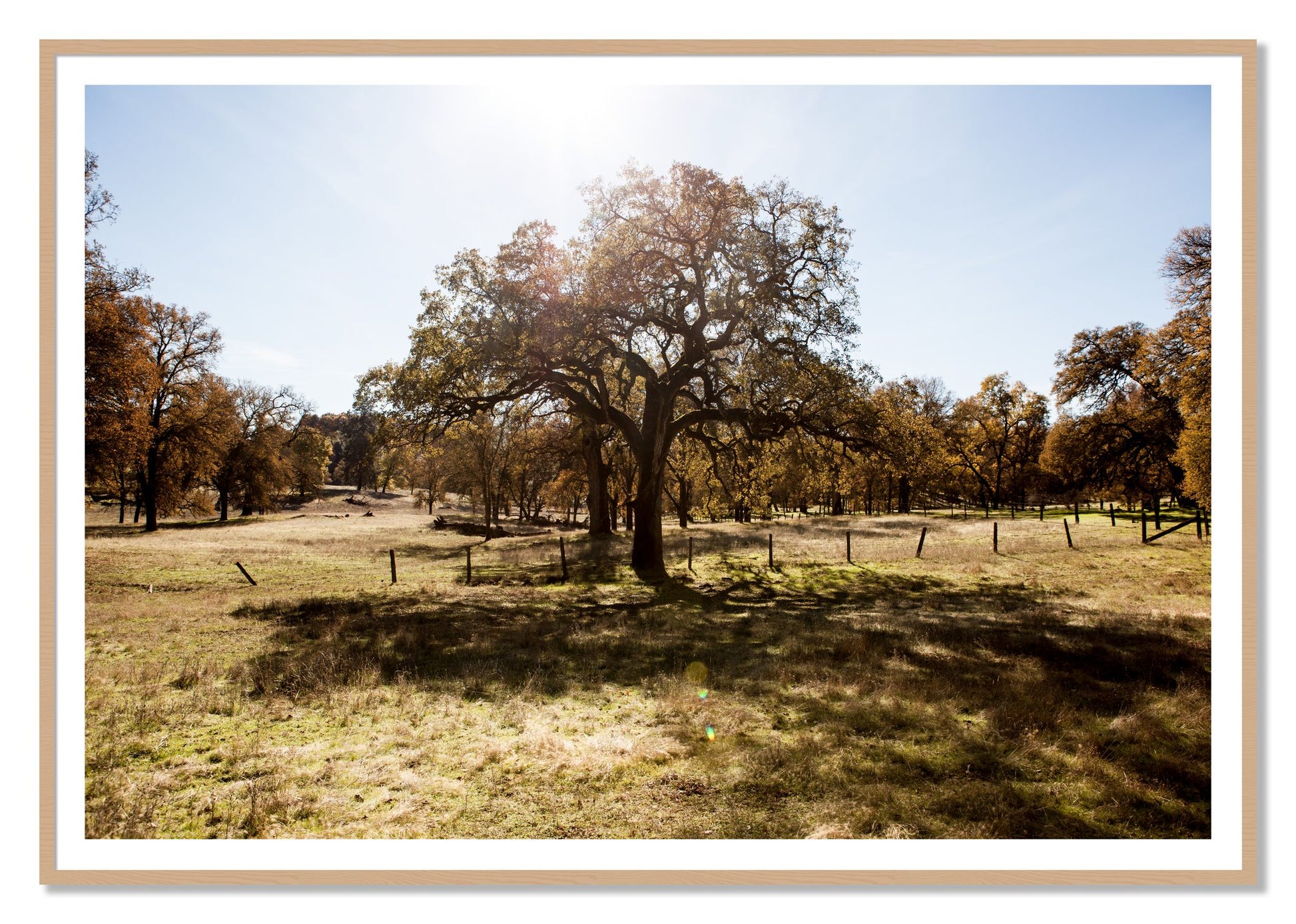 Old Oak by Dylan Ozanich, 48×72 print with a White Border in an Oak frame