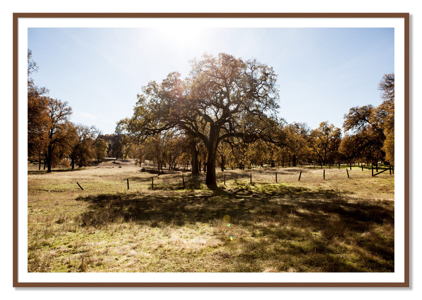 Old Oak by Dylan Ozanich, 48×72 print with a White Border in a Walnut frame