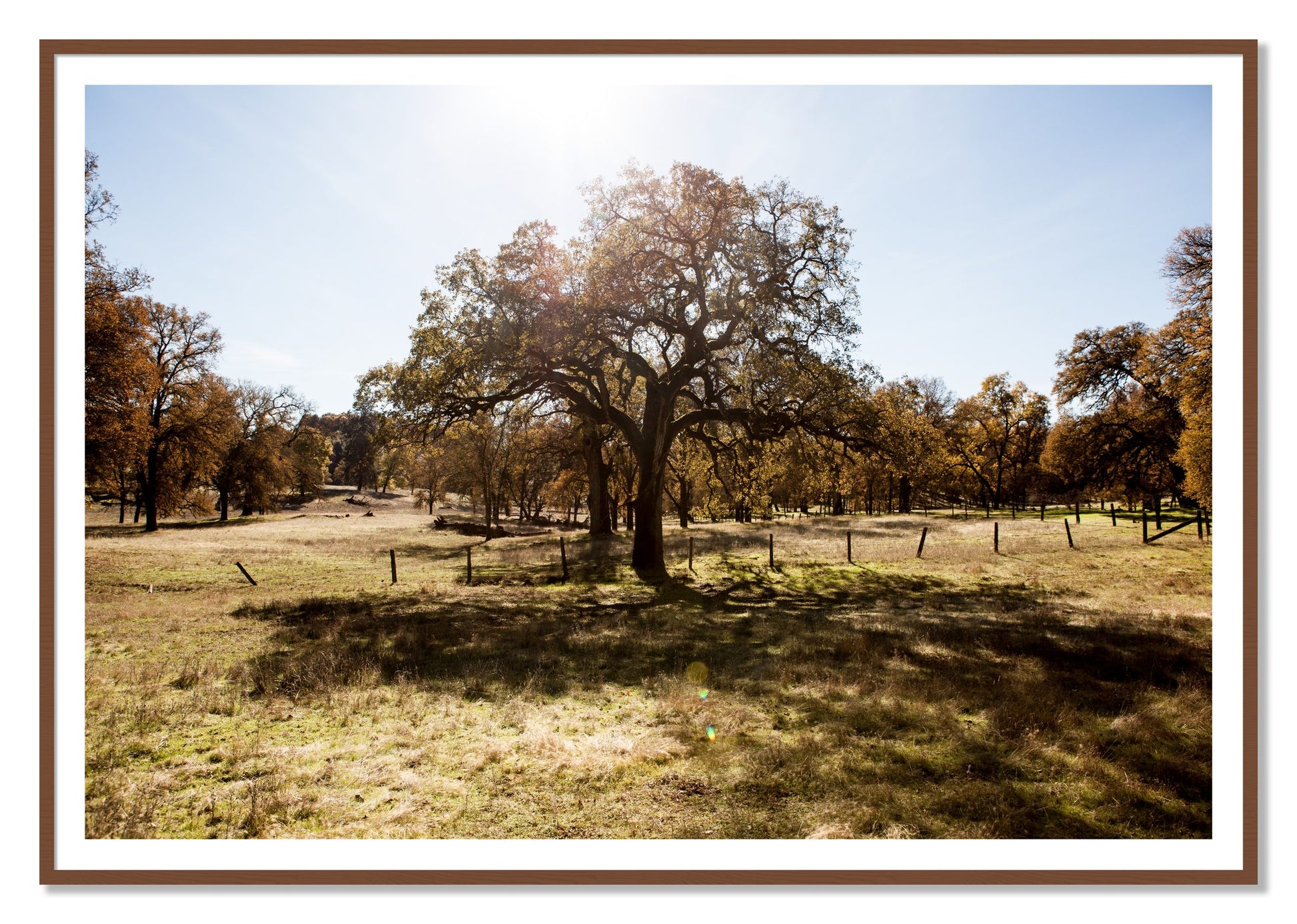 Old Oak by Dylan Ozanich, 48×72 print with a White Border in a Walnut frame