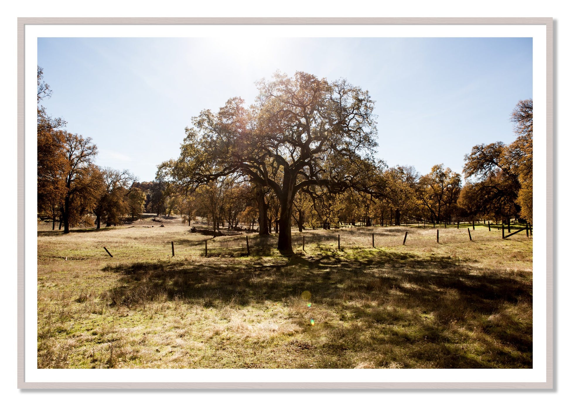 Old Oak by Dylan Ozanich, 48×72 print with a White Border in a White Maple frame