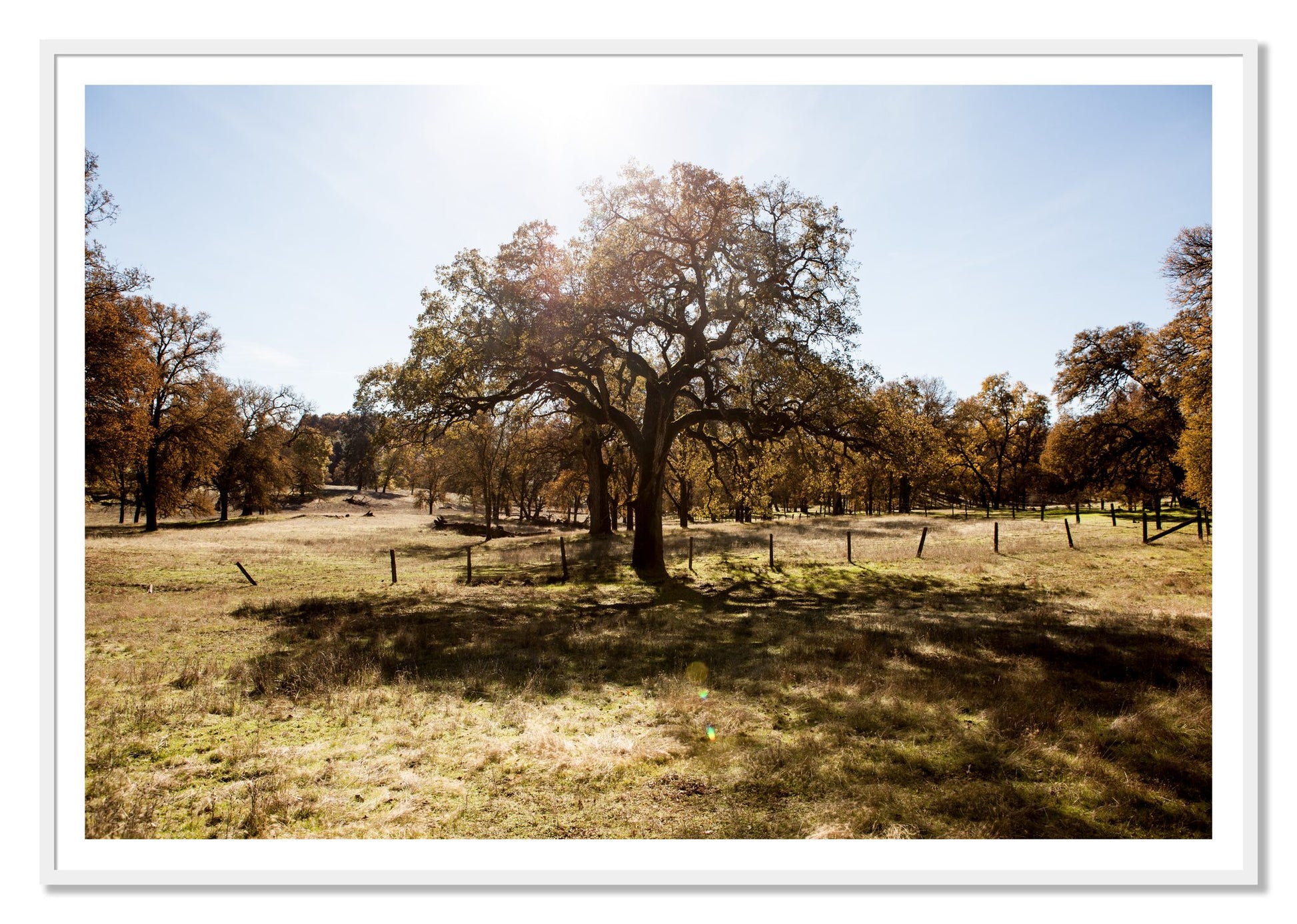 Old Oak by Dylan Ozanich, 48×72 print with a White Border in a White frame