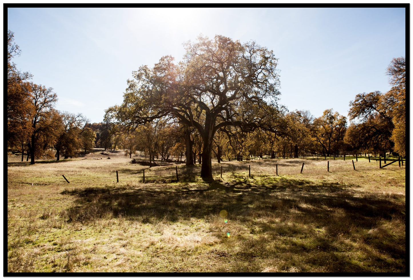 Old Oak by Dylan Ozanich, 48×72 Full Bleed Print in a Black frame