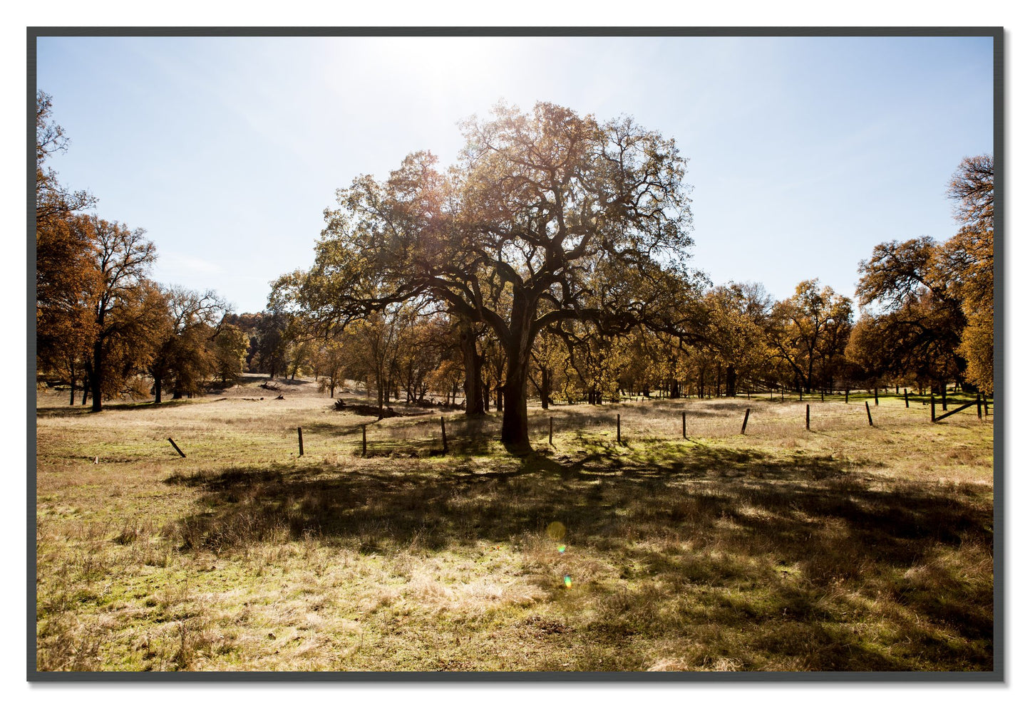 Old Oak by Dylan Ozanich, 48×72 Full Bleed Print in a Grey frame