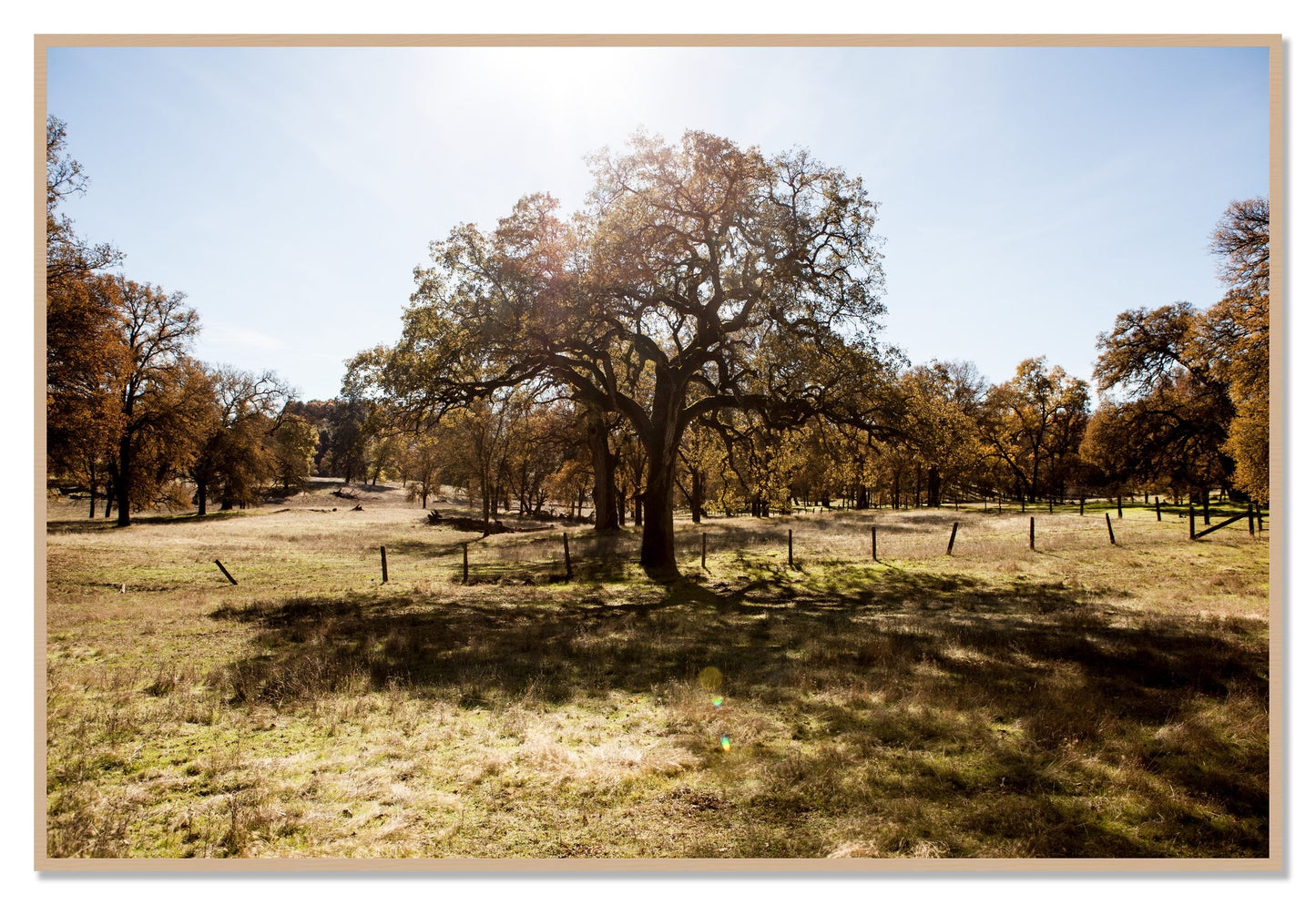 Old Oak by Dylan Ozanich, 48×72 Full Bleed Print in an Oak frame