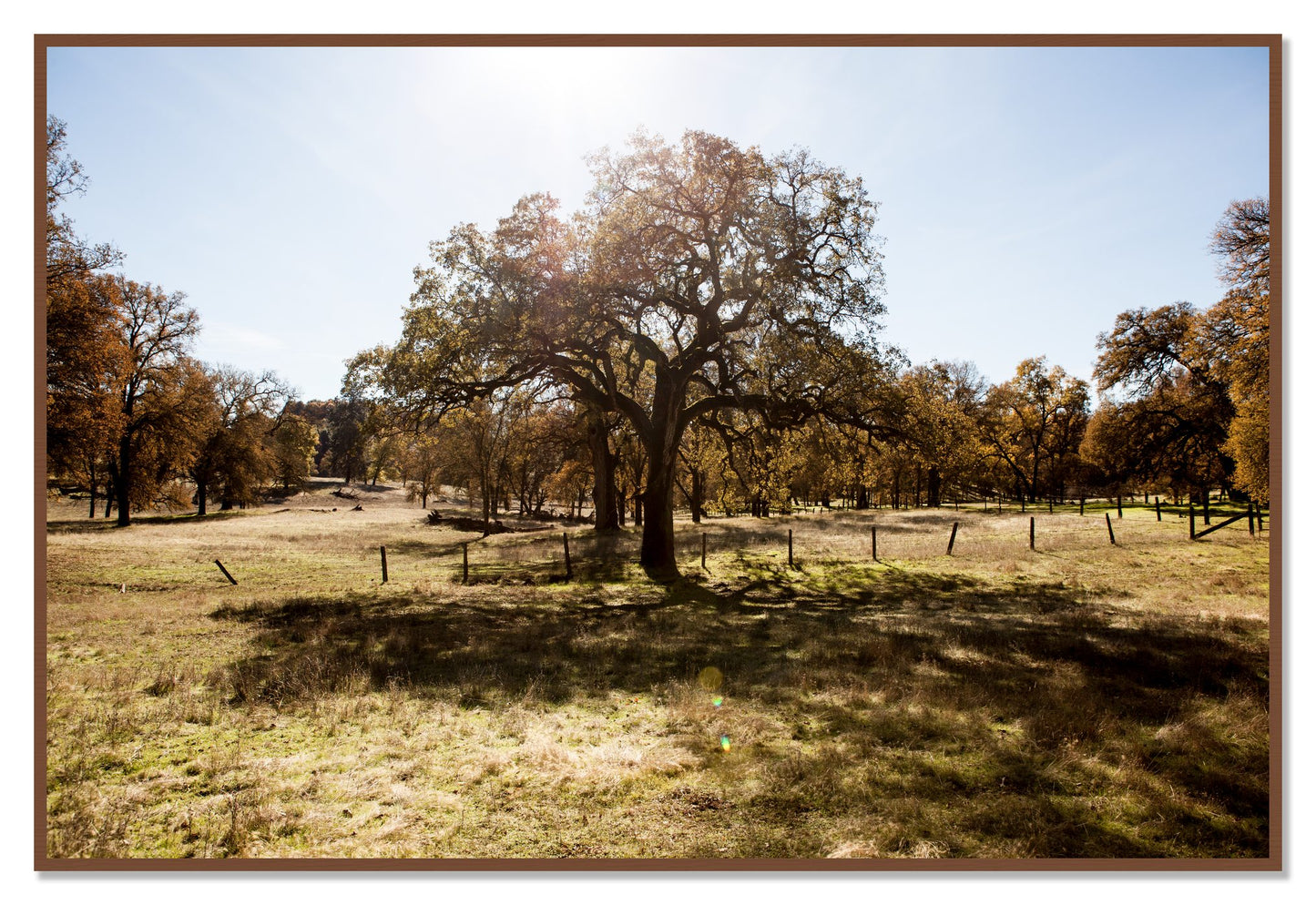 Old Oak by Dylan Ozanich, 48×72 Full Bleed Print in a Walnut frame