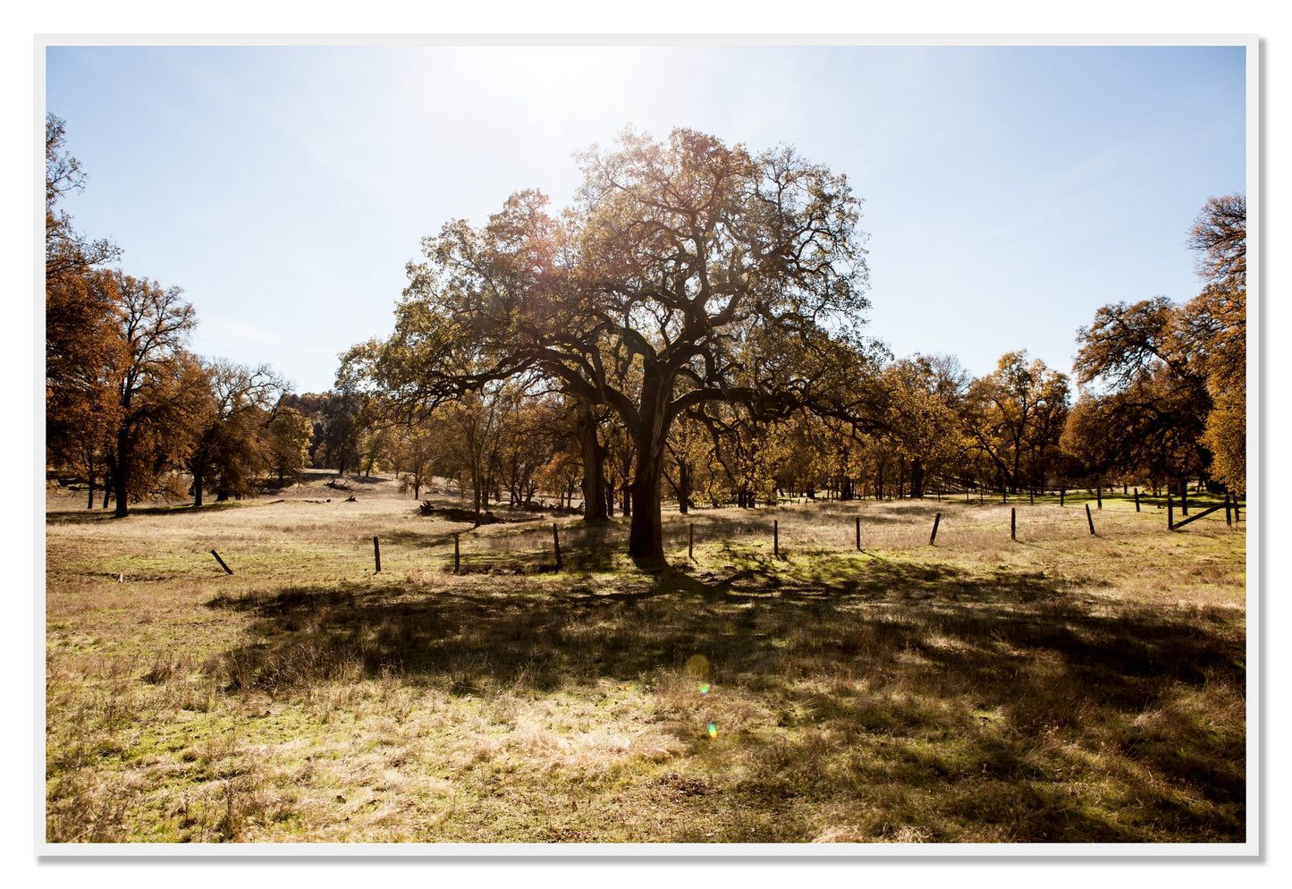 Old Oak by Dylan Ozanich, 48×72 Full Bleed Print in a White frame