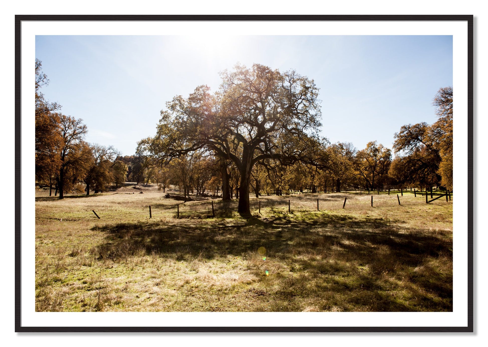 Framed photograph of Old Oak by Dylan Ozanich, Black Walnut frame, Borders