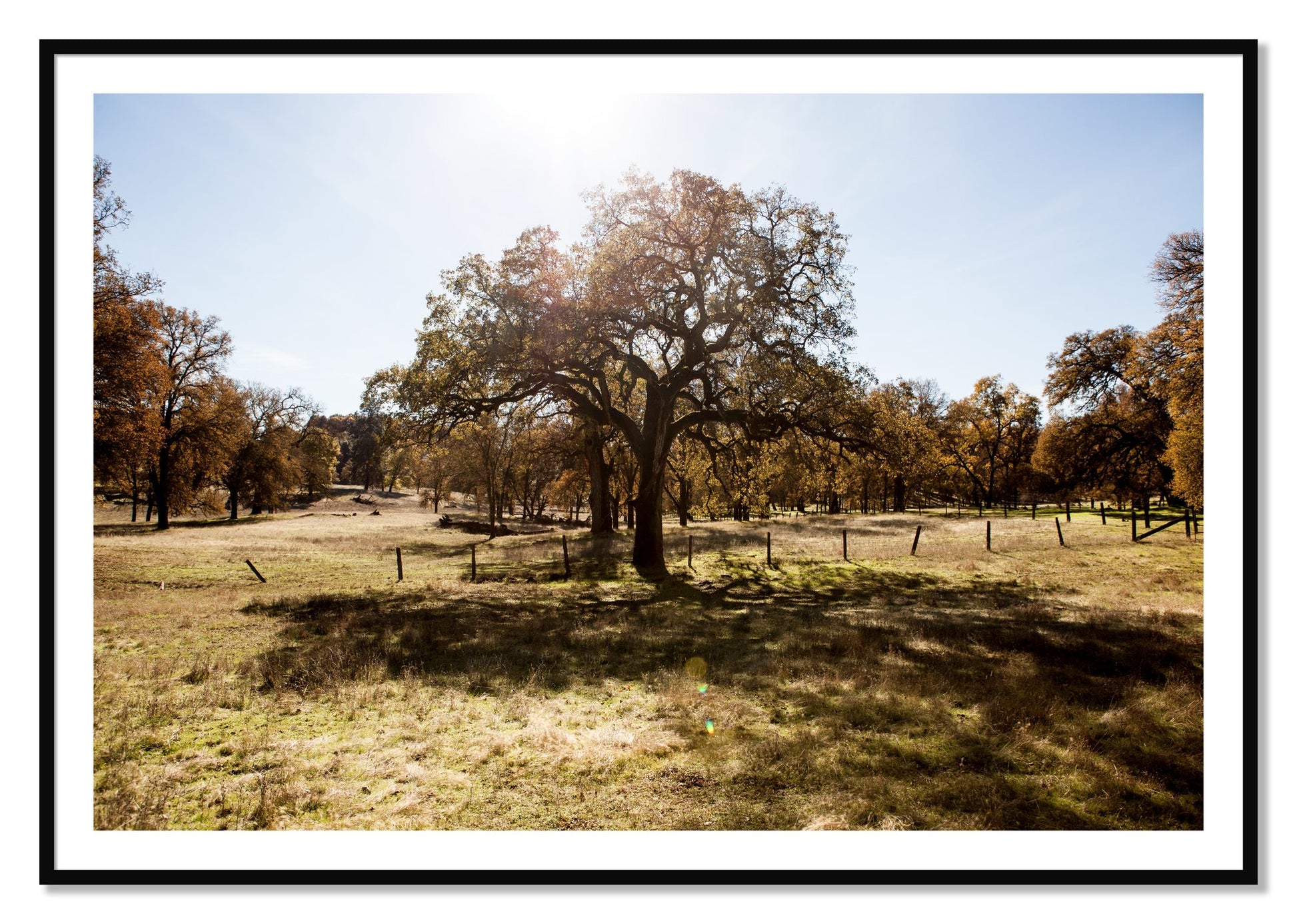 Framed photograph of Old Oak by Dylan Ozanich, Black frame, Borders