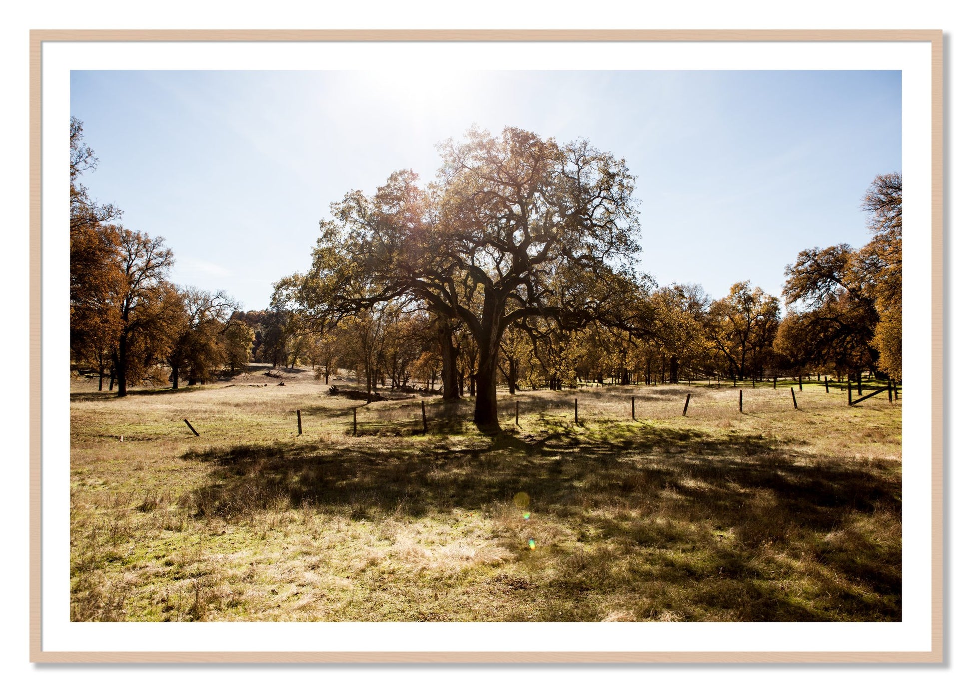 Framed photograph of Old Oak by Dylan Ozanich, Maple frame, Borders