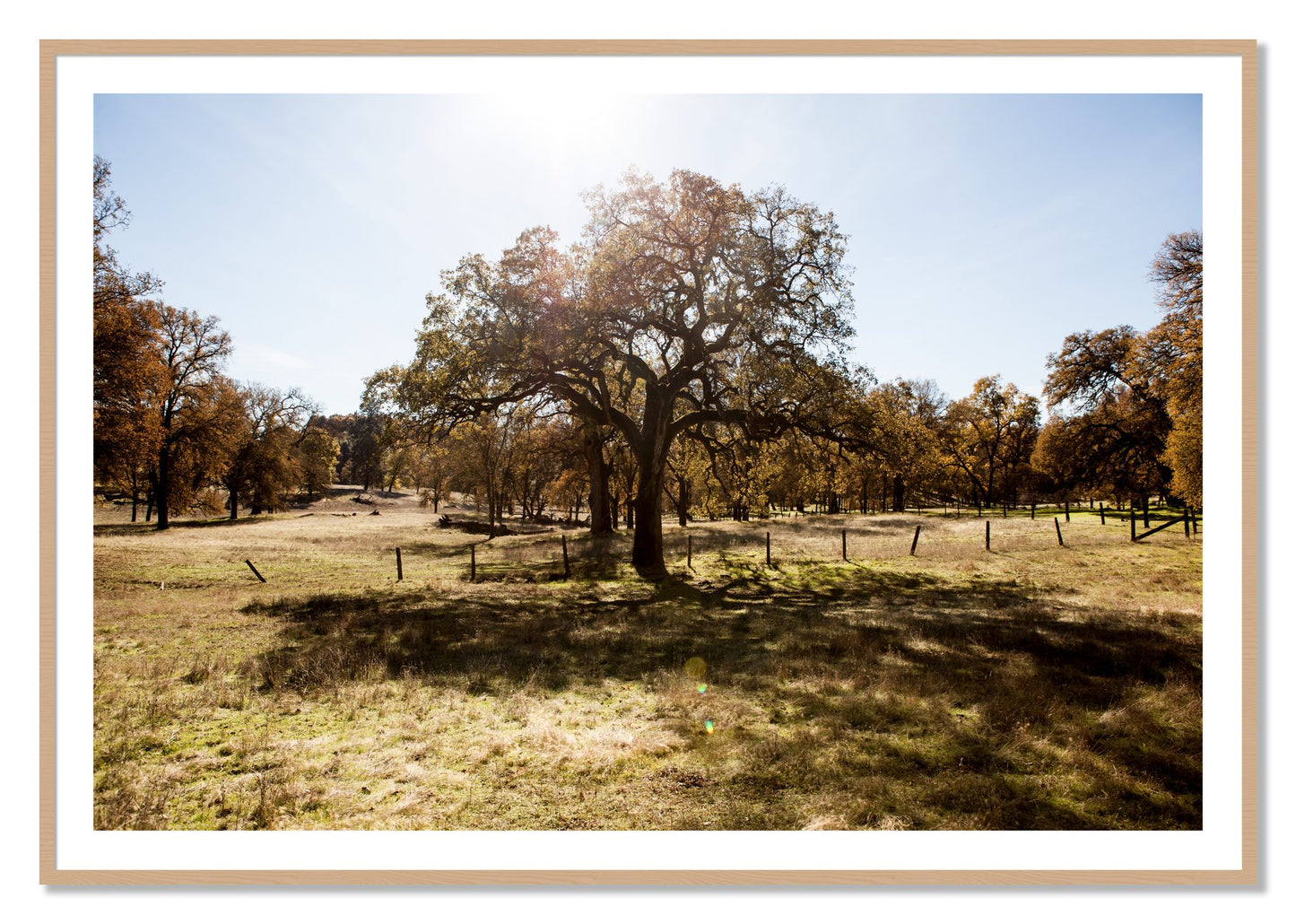 Framed photograph of Old Oak by Dylan Ozanich, Oak frame, Borders