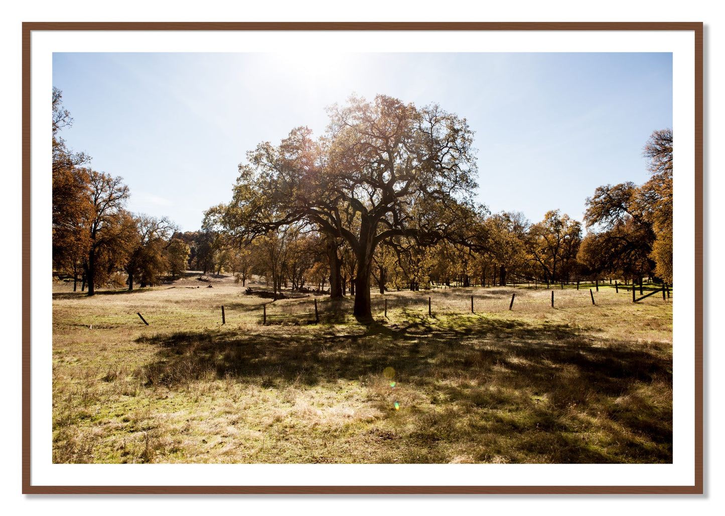 Framed photograph of Old Oak by Dylan Ozanich, Walnut frame, Borders