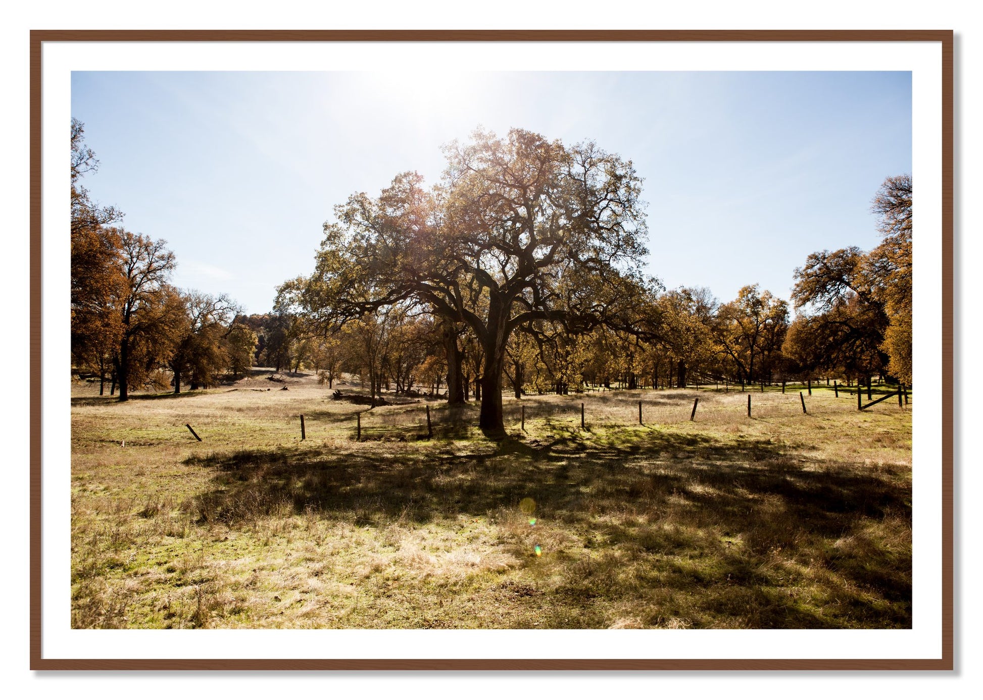 Framed photograph of Old Oak by Dylan Ozanich, Walnut frame, Borders