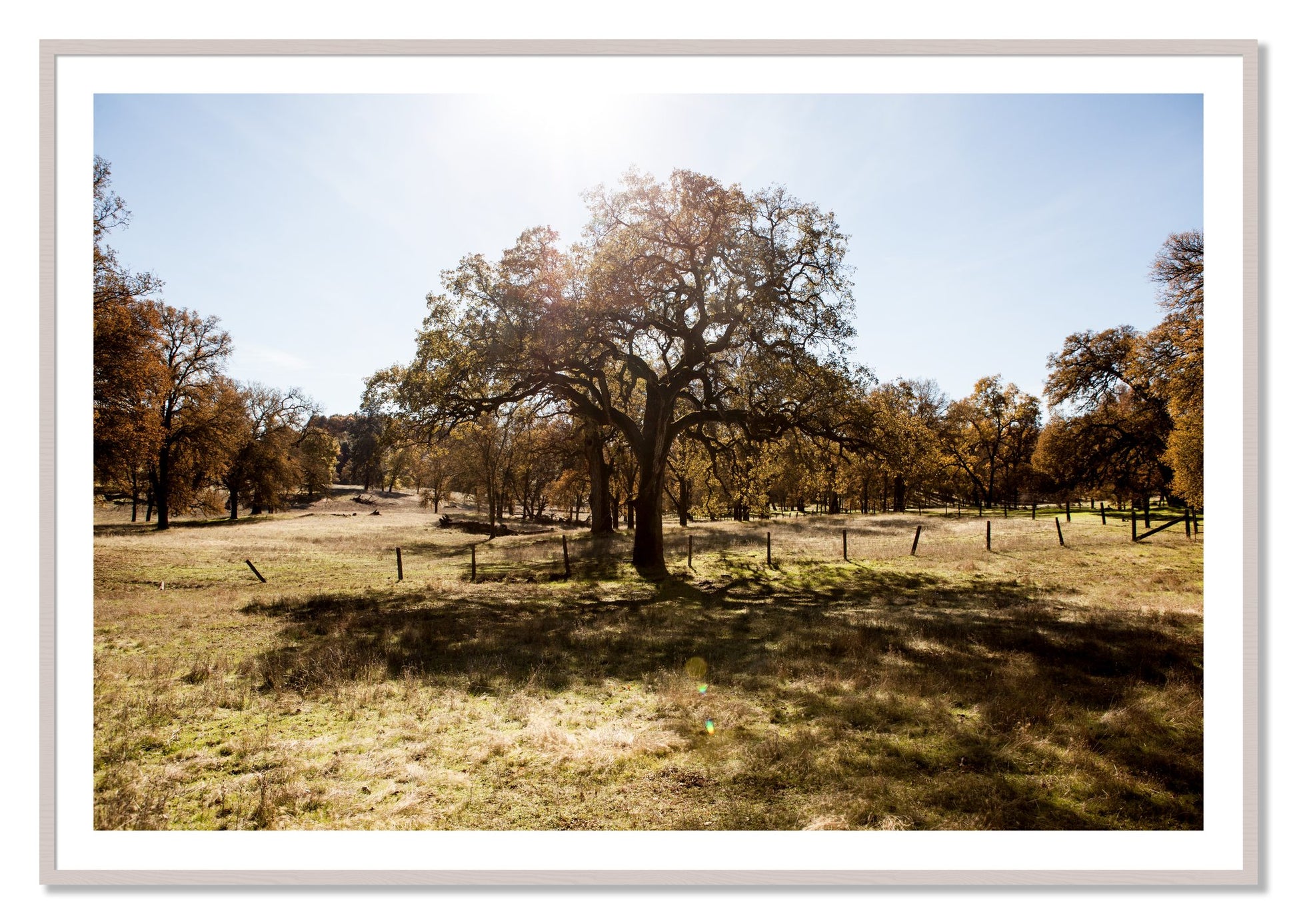 Framed photograph of Old Oak by Dylan Ozanich, White Maple frame, Borders