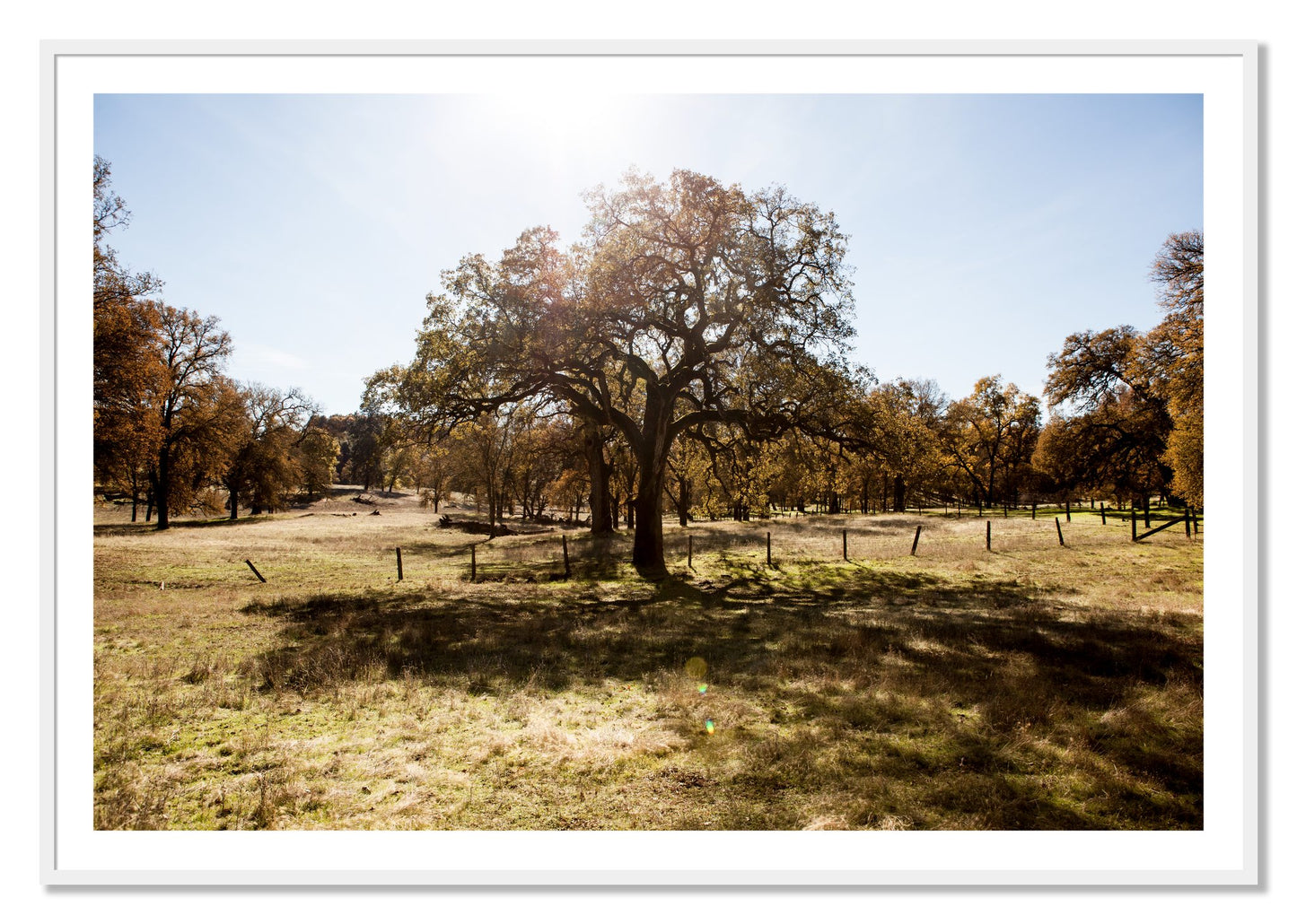 Framed photograph of Old Oak by Dylan Ozanich, White frame, Borders