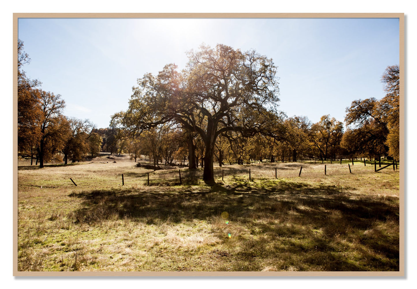 Framed photograph of Old Oak by Dylan Ozanich, Oak frame, Full Bleed
