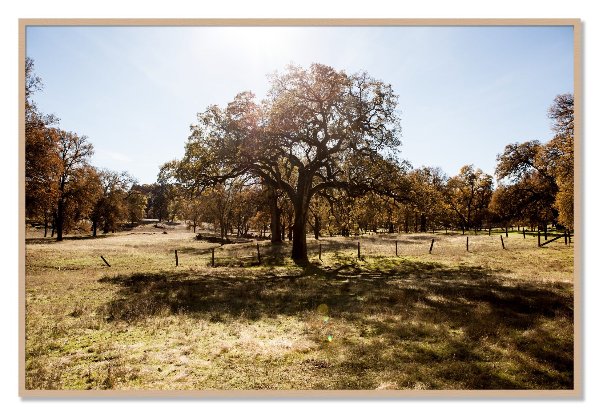 Framed photograph of Old Oak by Dylan Ozanich, Oak frame, Full Bleed