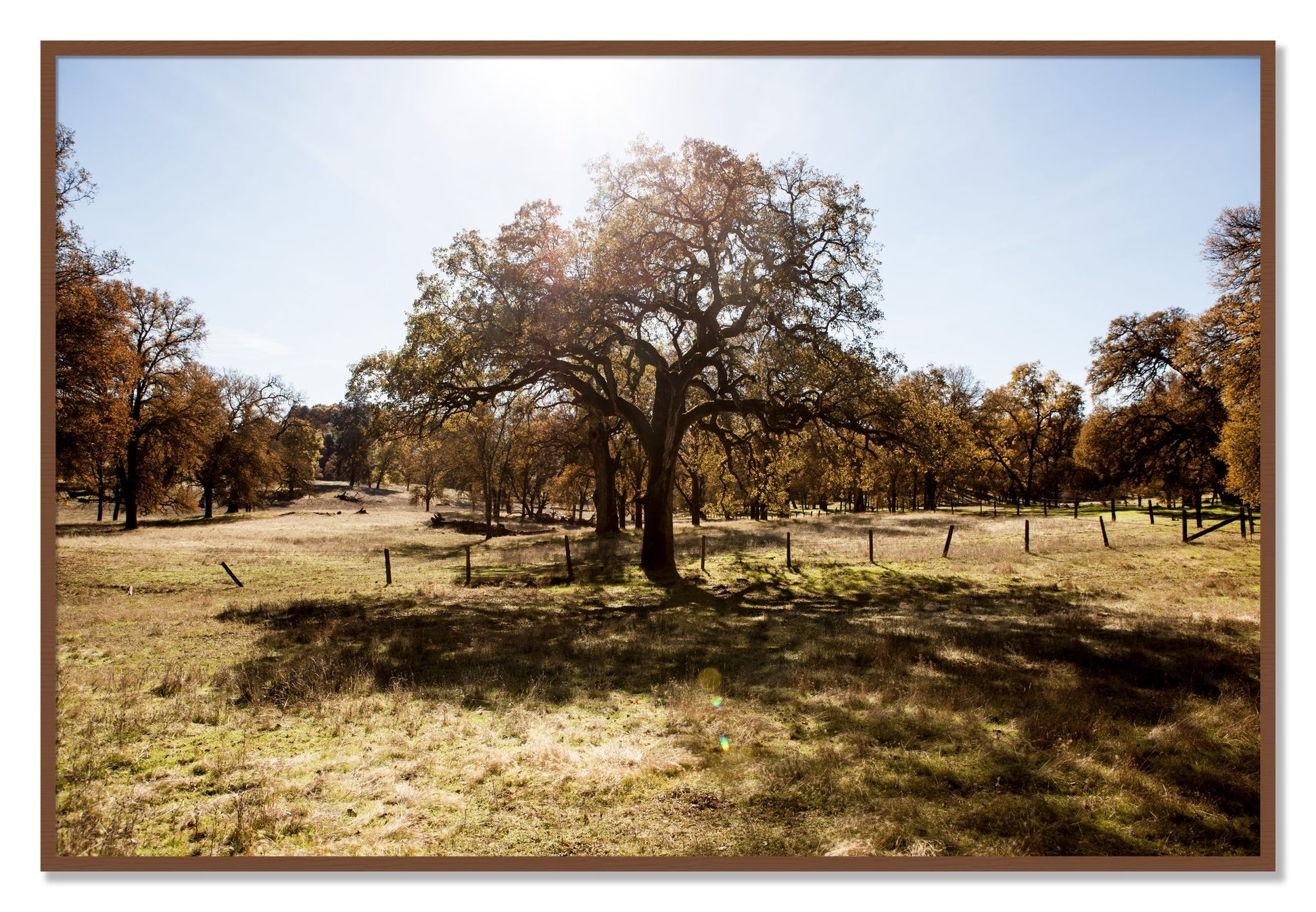Framed photograph of Old Oak by Dylan Ozanich, Walnut frame, Full Bleed
