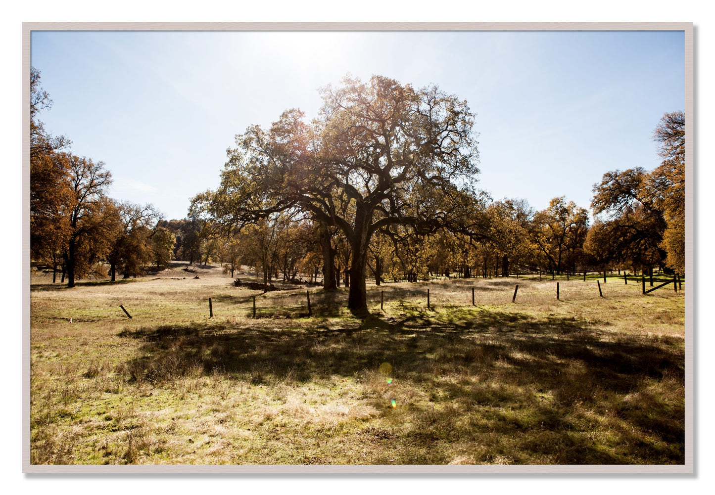Framed photograph of Old Oak by Dylan Ozanich, White Maple frame, Full Bleed