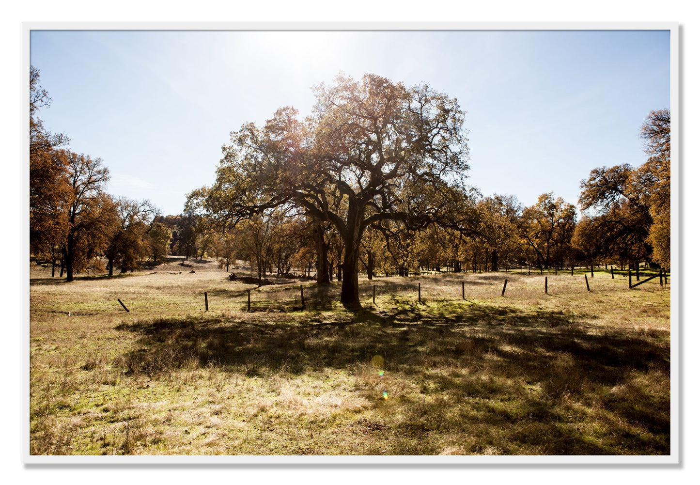 Framed photograph of Old Oak by Dylan Ozanich, White frame, Full Bleed
