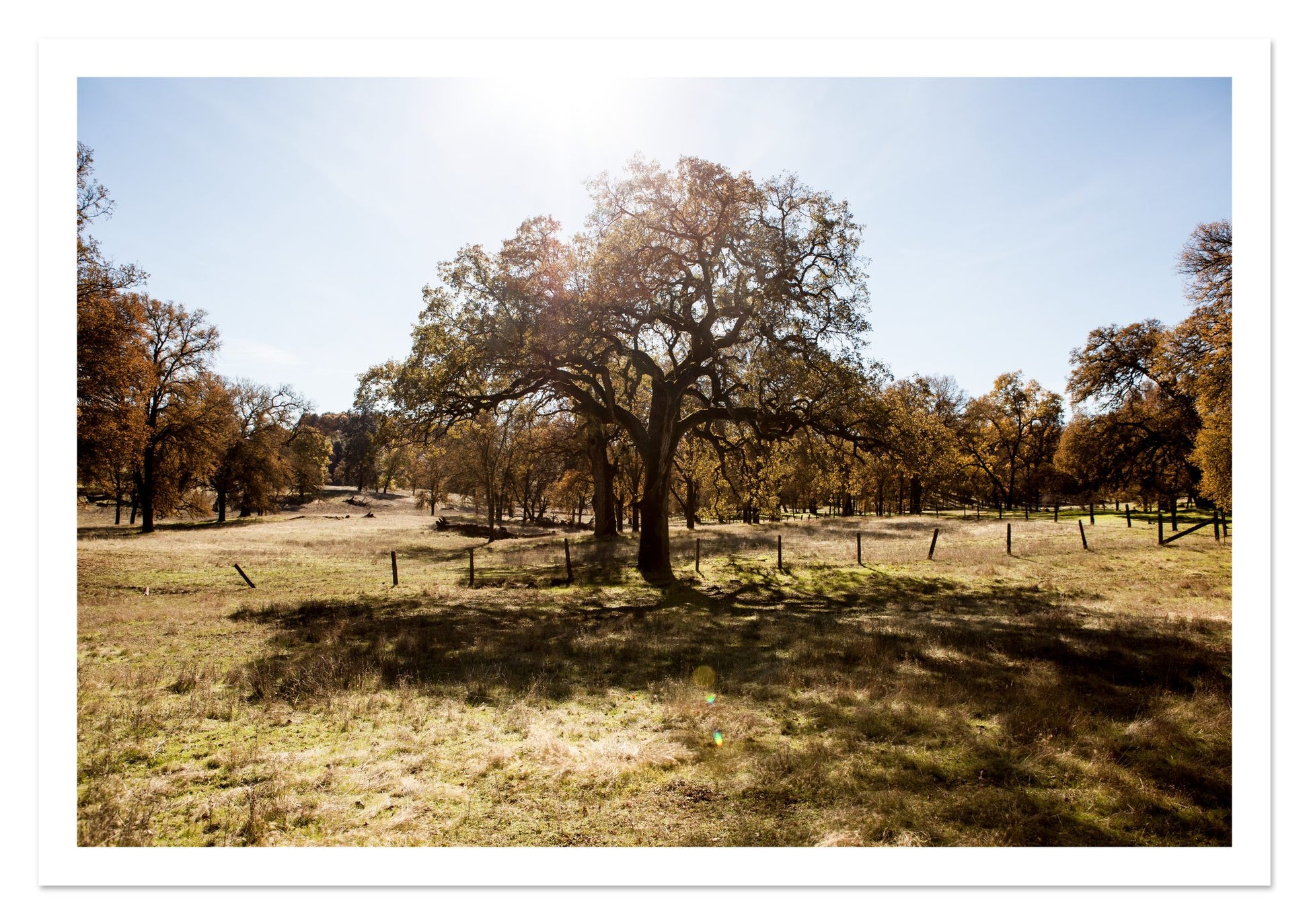 Fine art print of Old Oak by Dylan Ozanich, unframed