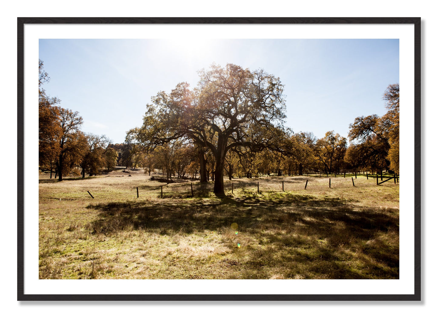 Framed photograph of Old Oak by Dylan Ozanich, Black Walnut frame, Borders
