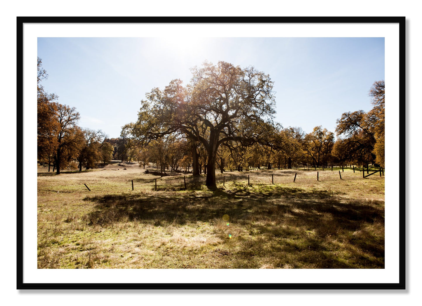 Framed photograph of Old Oak by Dylan Ozanich, Black frame, Borders
