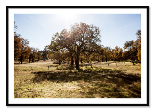 Framed photograph of Old Oak by Dylan Ozanich, Black frame, Borders
