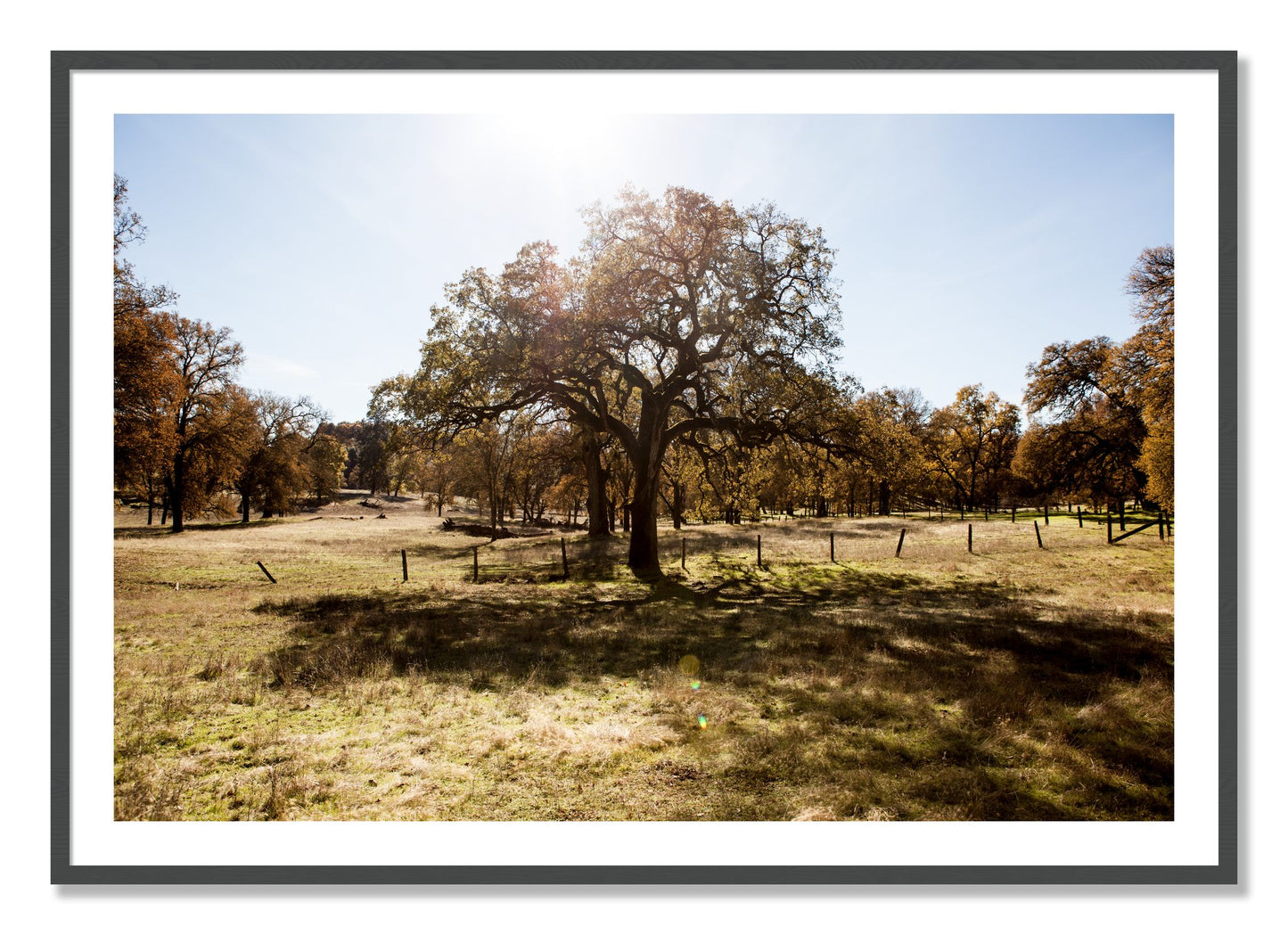 Framed photograph of Old Oak by Dylan Ozanich, Grey frame, Borders