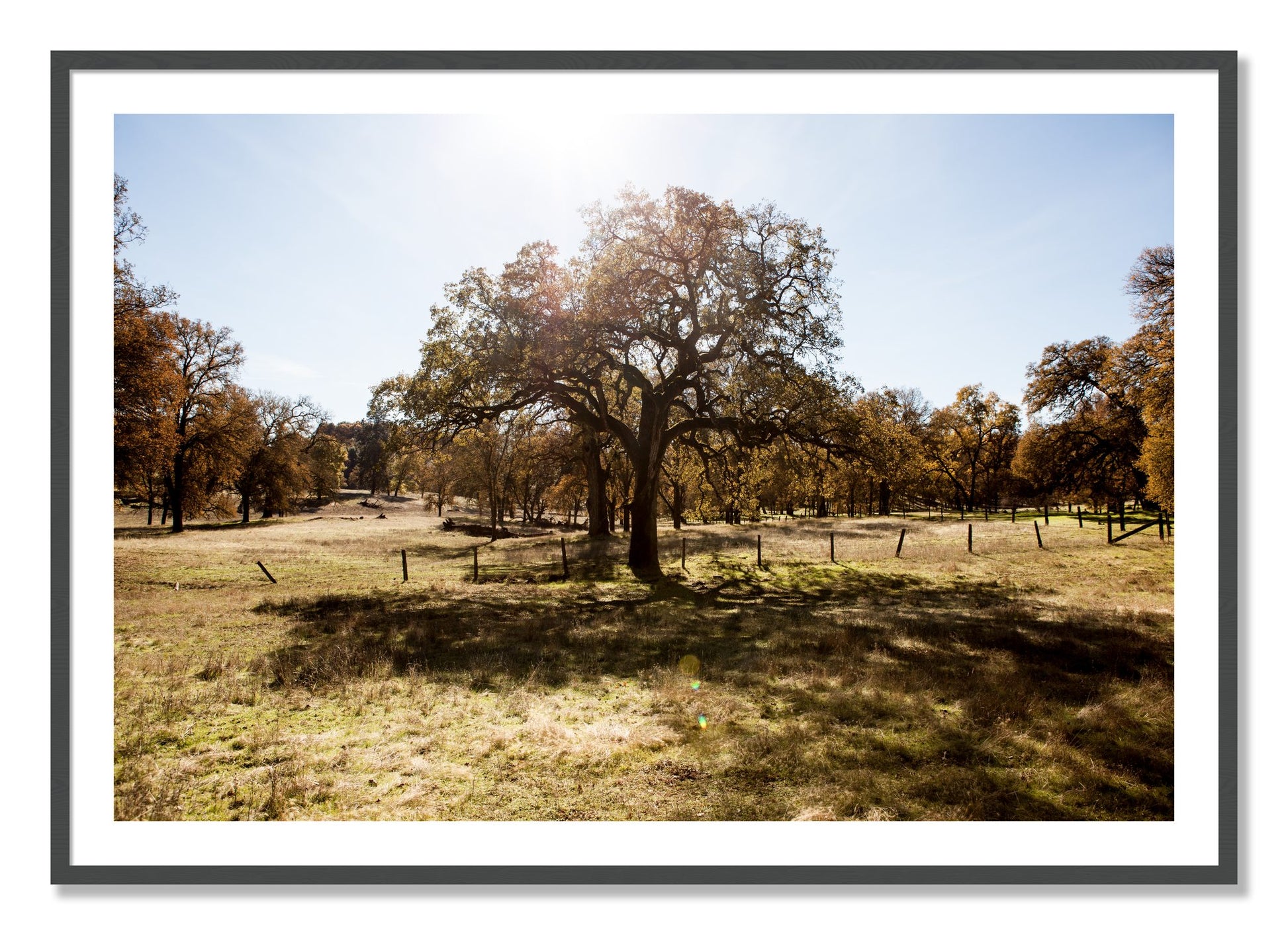 Framed photograph of Old Oak by Dylan Ozanich, Grey frame, Borders