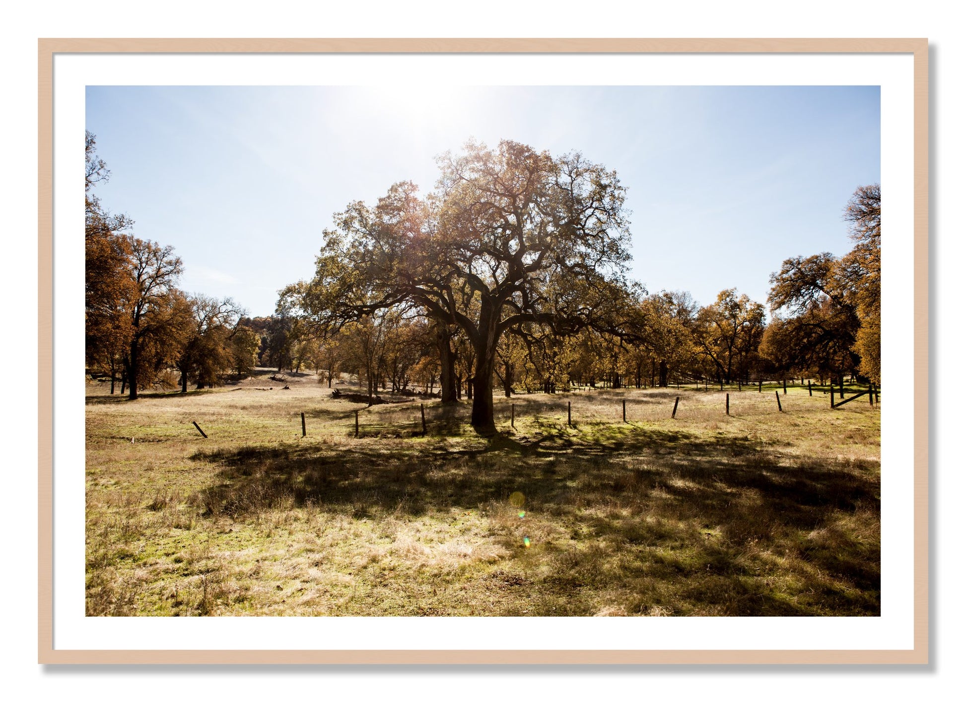 Framed photograph of Old Oak by Dylan Ozanich, Maple frame, Borders