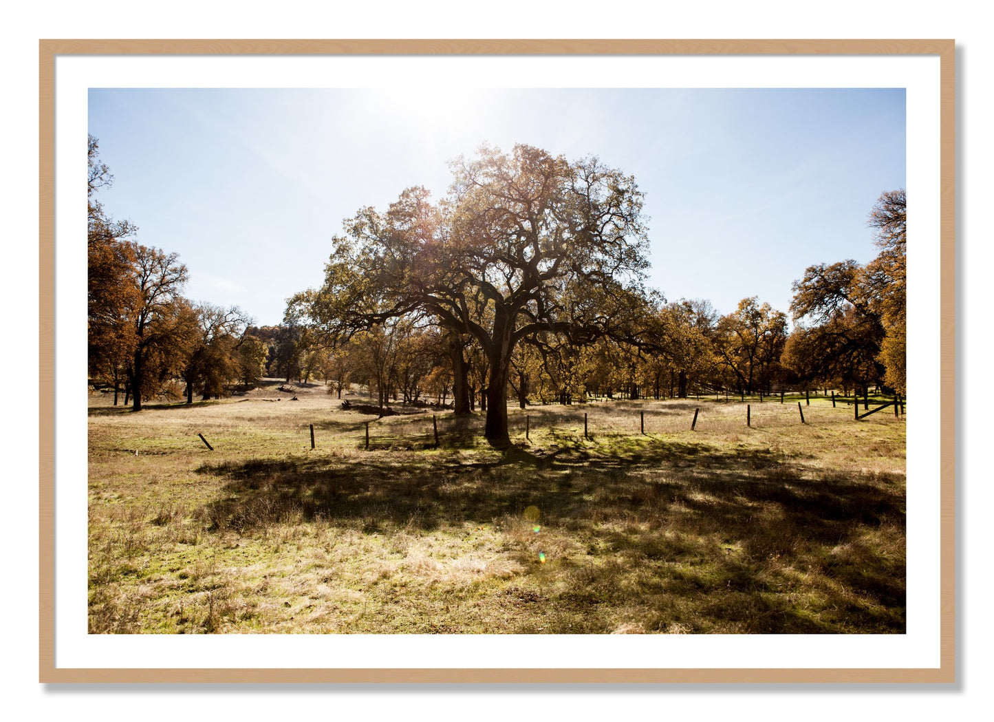Framed photograph of Old Oak by Dylan Ozanich, Oak frame, Borders