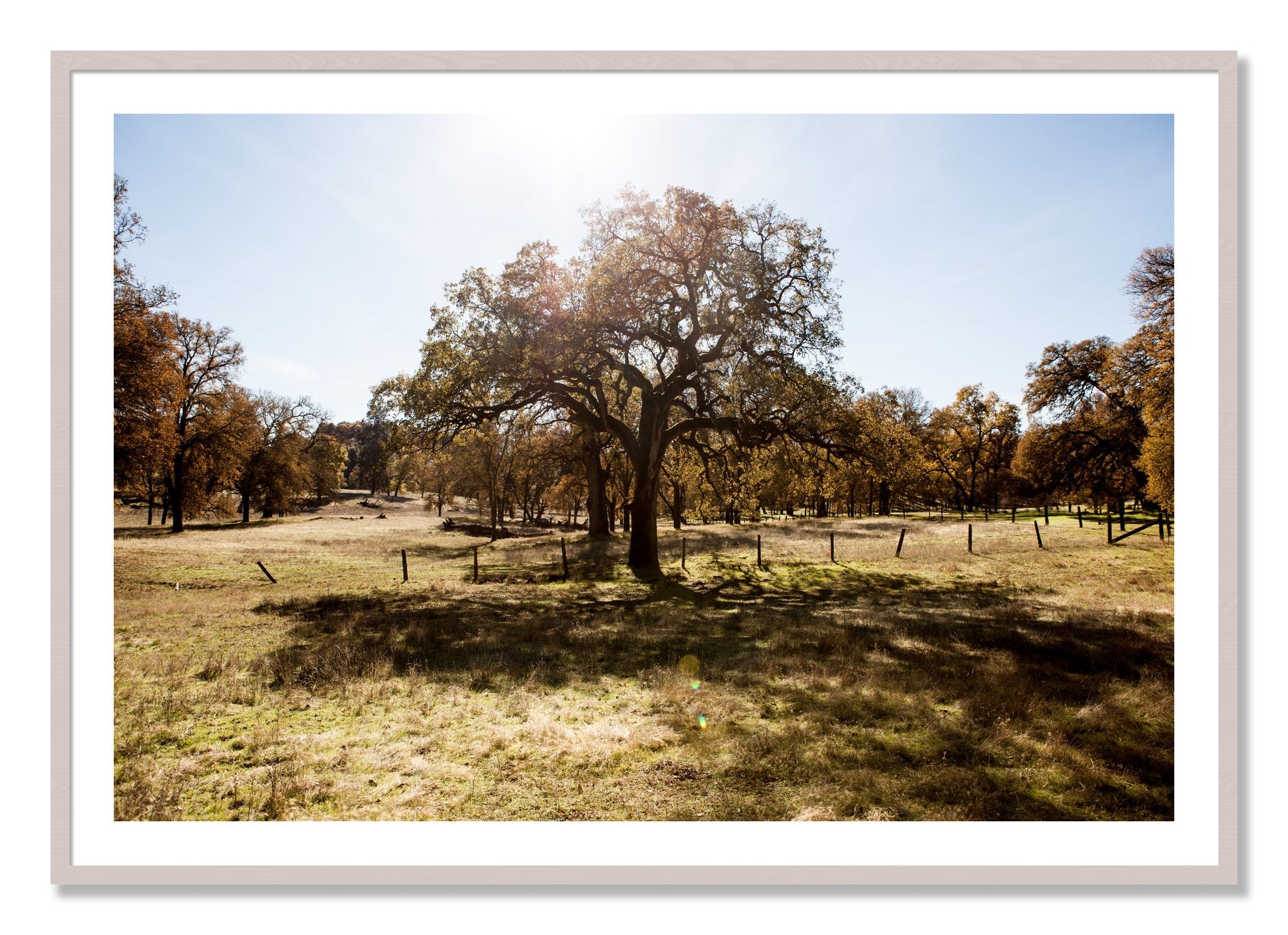 Framed photograph of Old Oak by Dylan Ozanich, White Maple frame, Borders