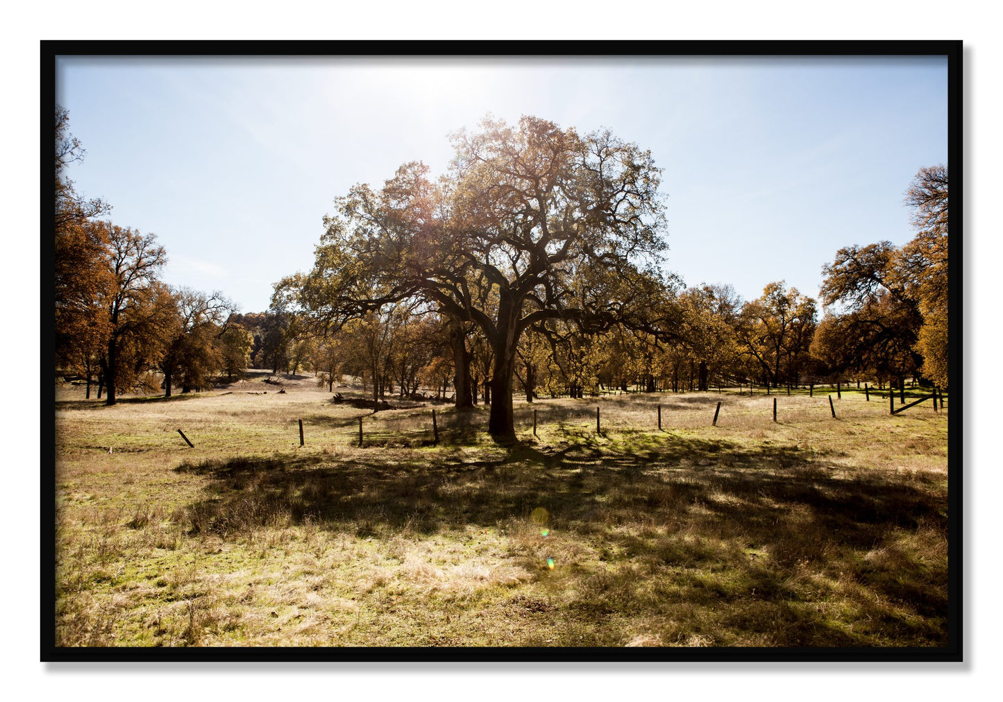 Framed photograph of Old Oak by Dylan Ozanich, Black frame, Full Bleed