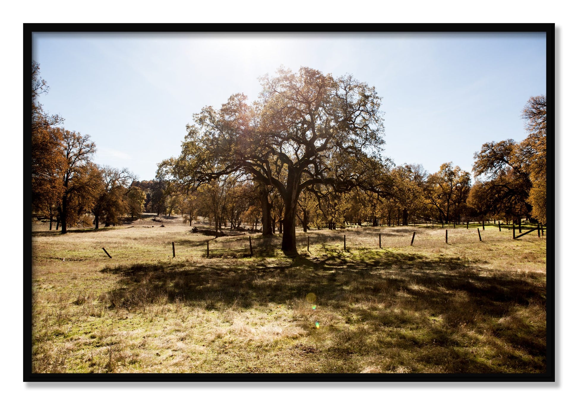 Framed photograph of Old Oak by Dylan Ozanich, Black frame, Full Bleed