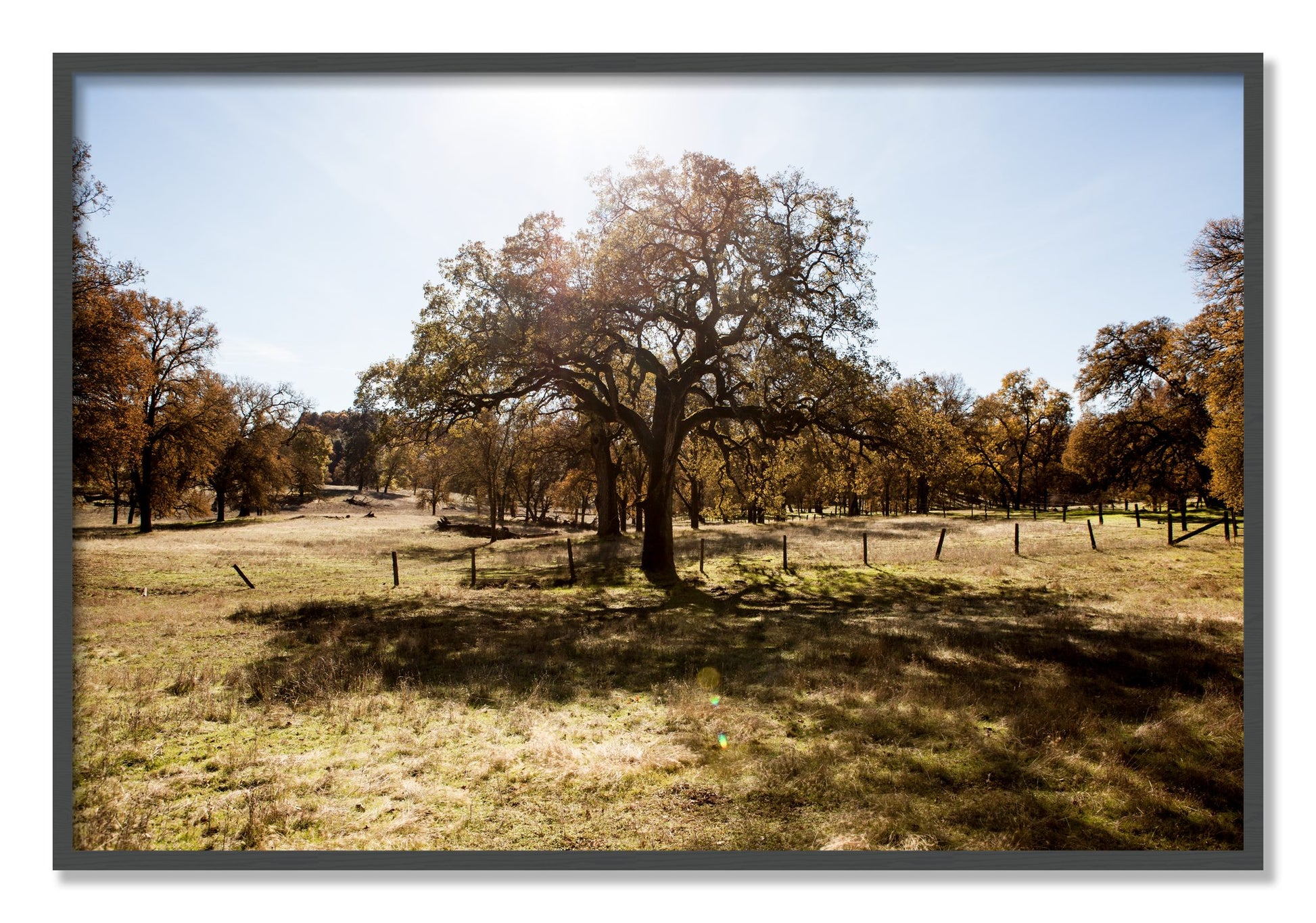 Framed photograph of Old Oak by Dylan Ozanich, Grey frame, Full Bleed